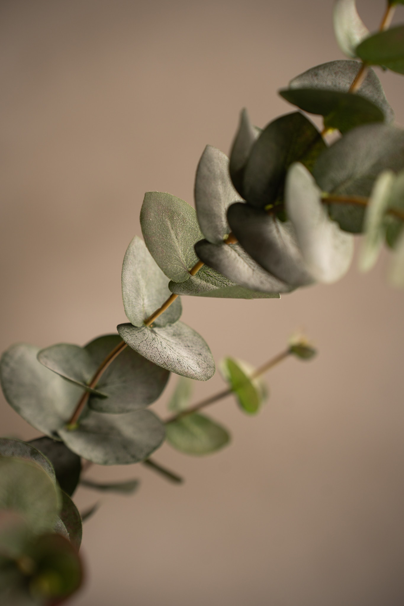 Eucalyptus