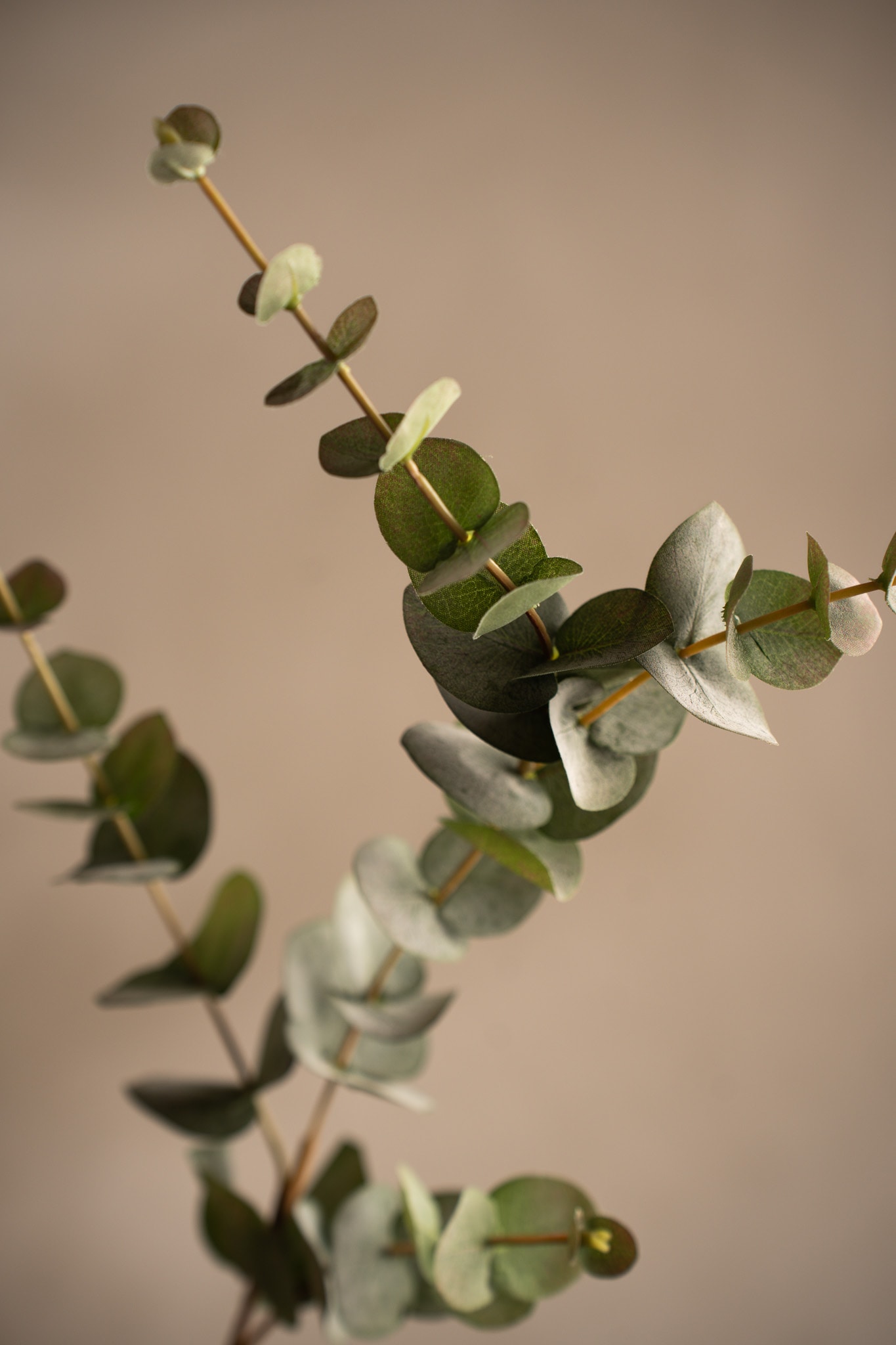 Eucalyptus