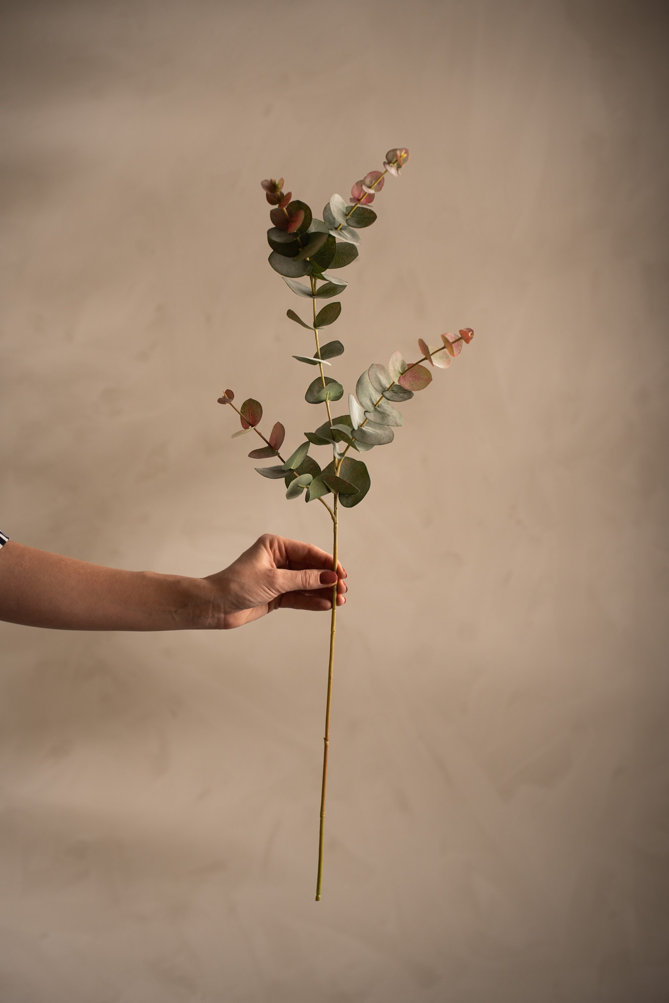 Eucalyptus