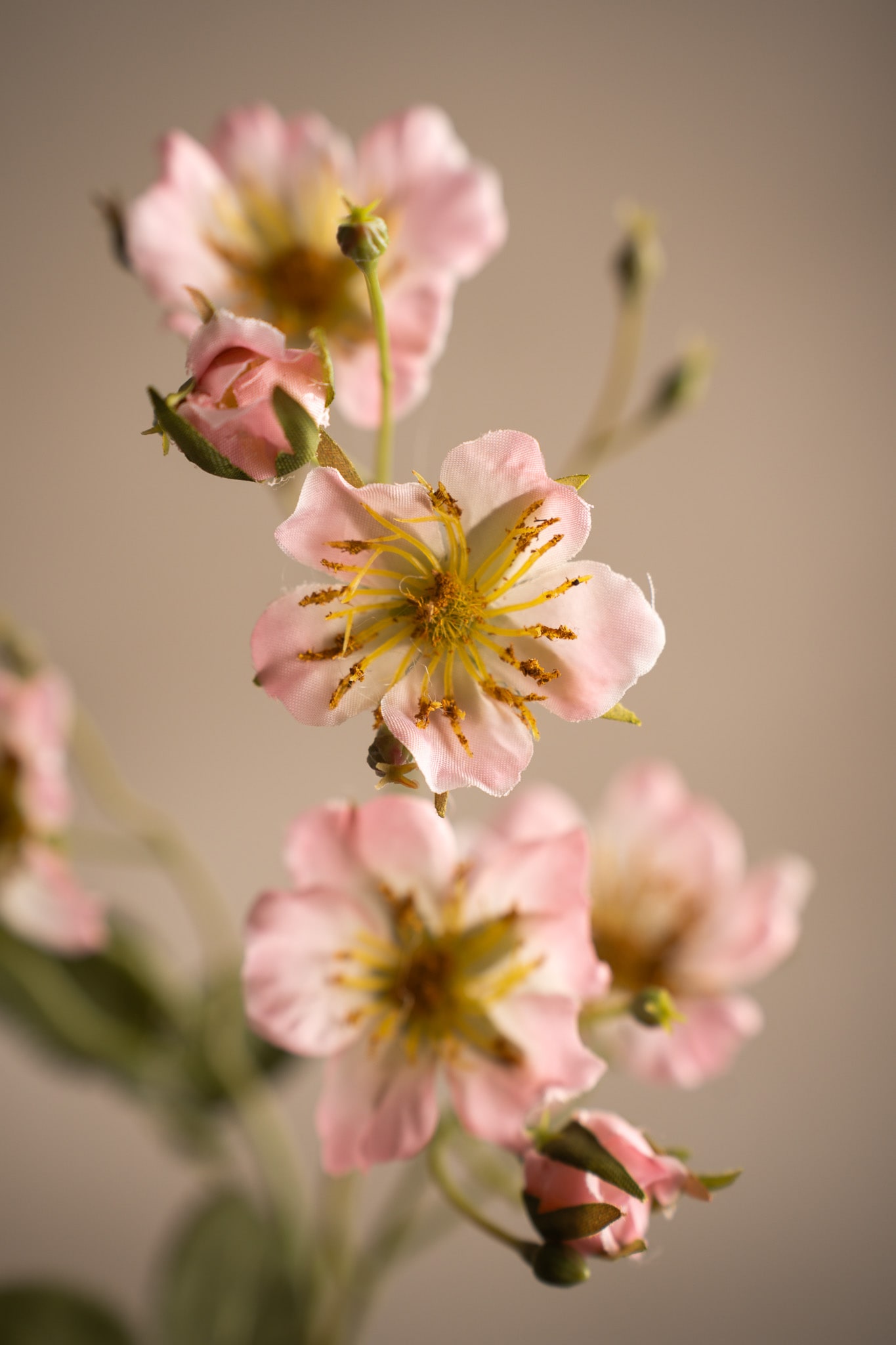 Japansk klätterros