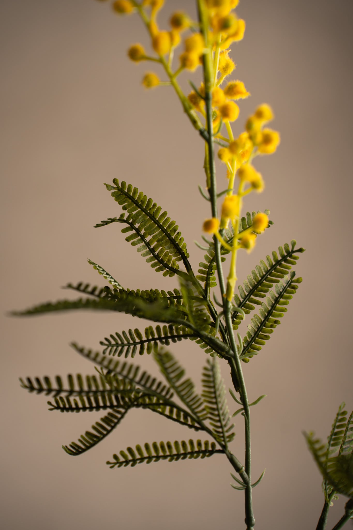 Mimosa