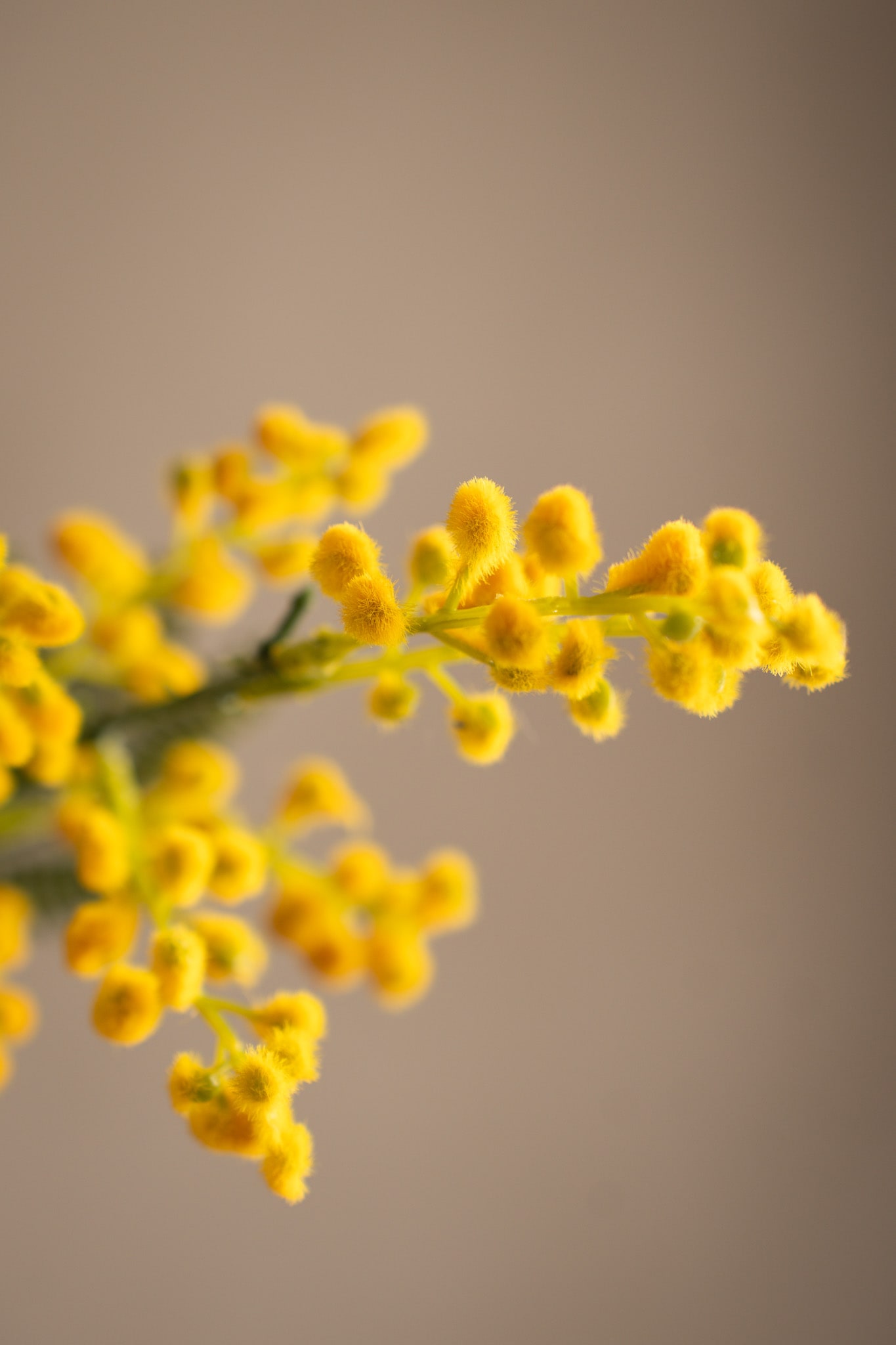 Mimosa