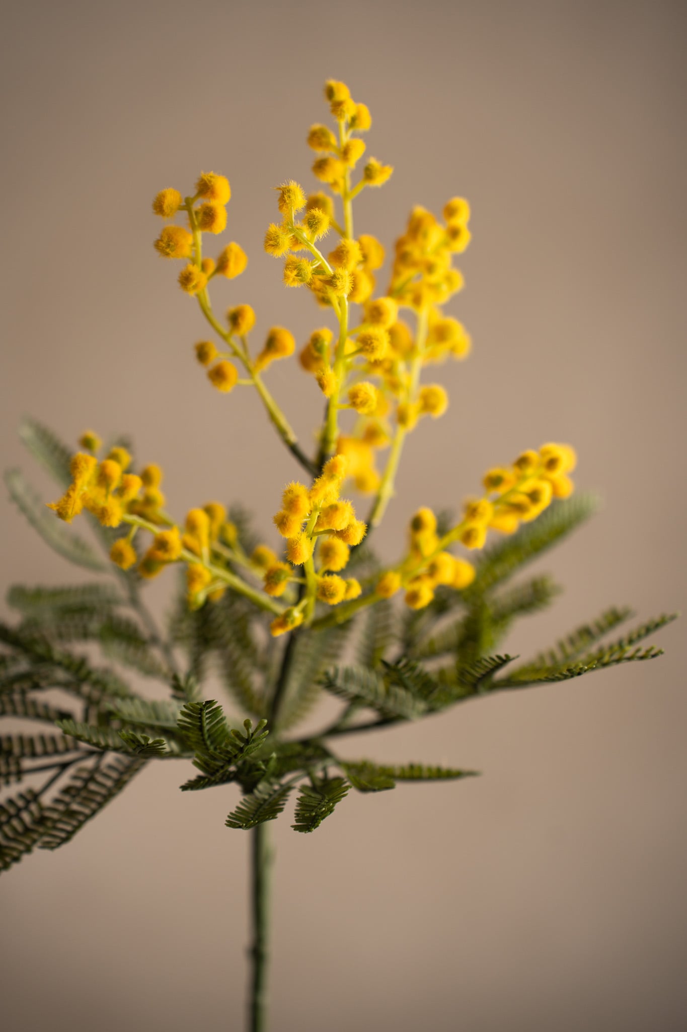 Mimosa