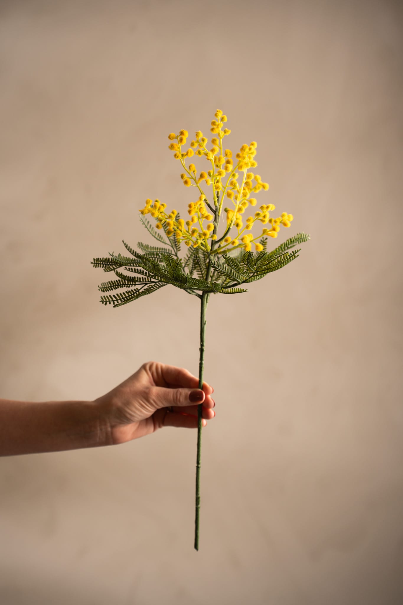 Mimosa