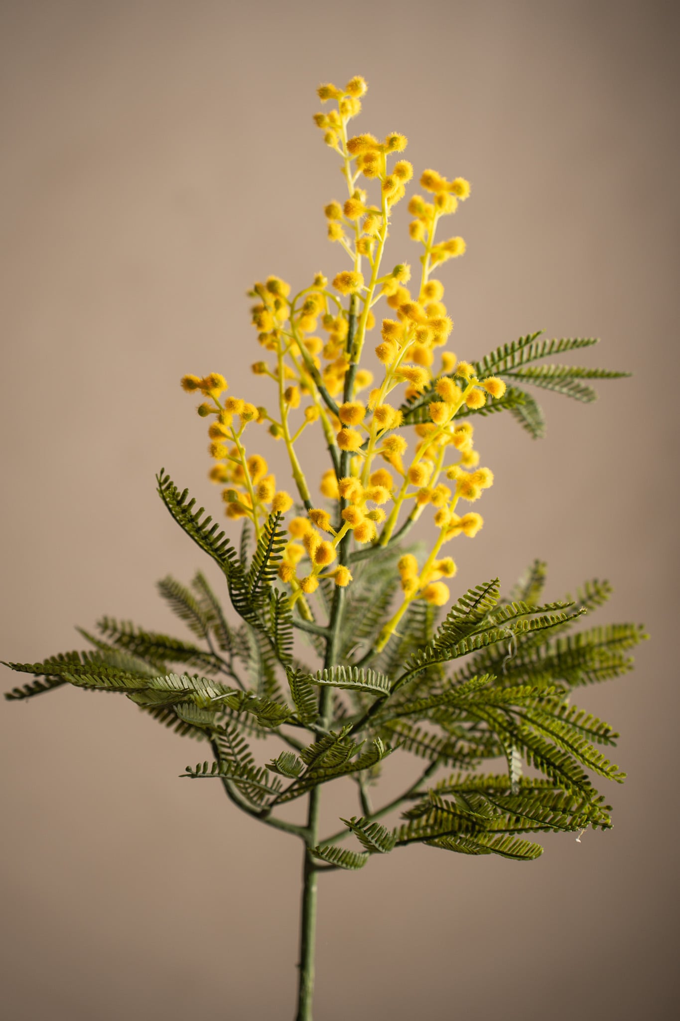 Mimosa