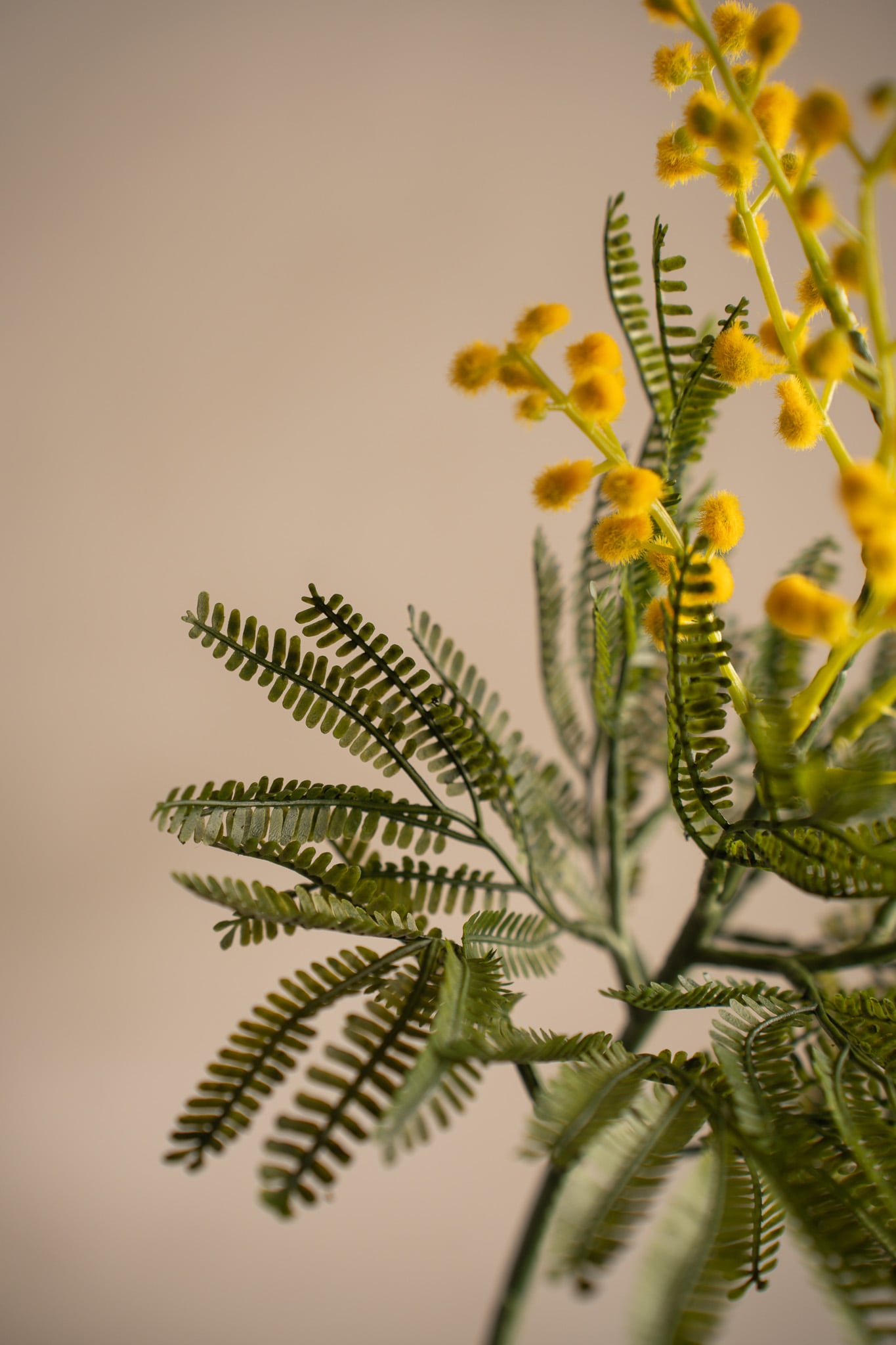 Mimosa