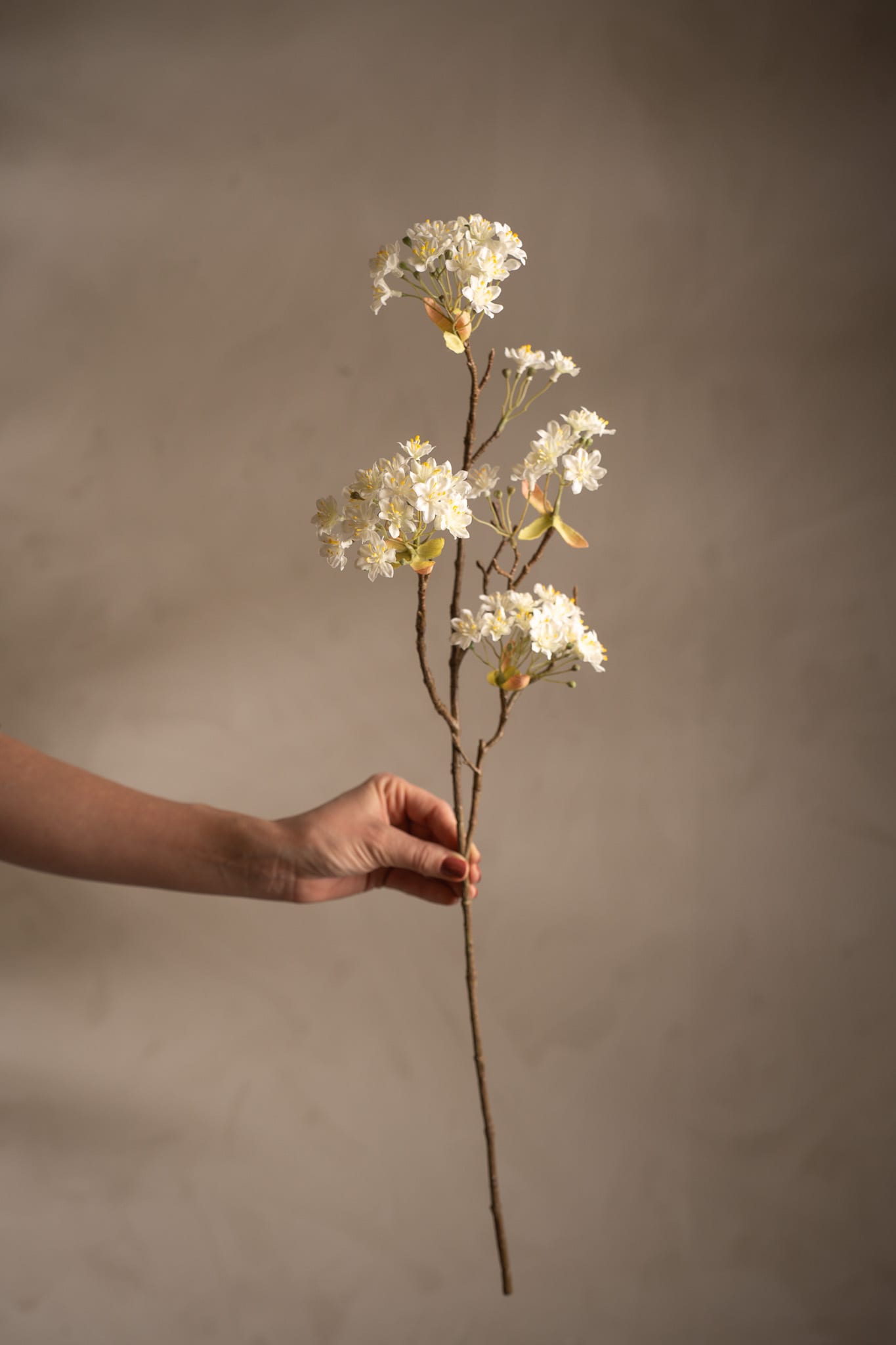 Lönnblomma