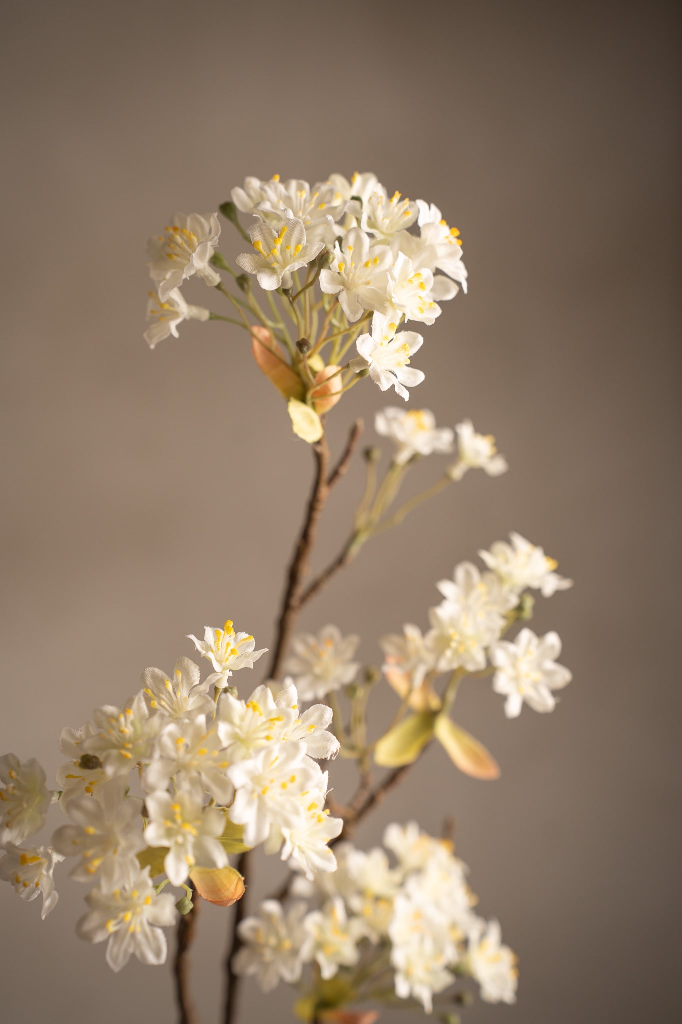 Lönnblomma