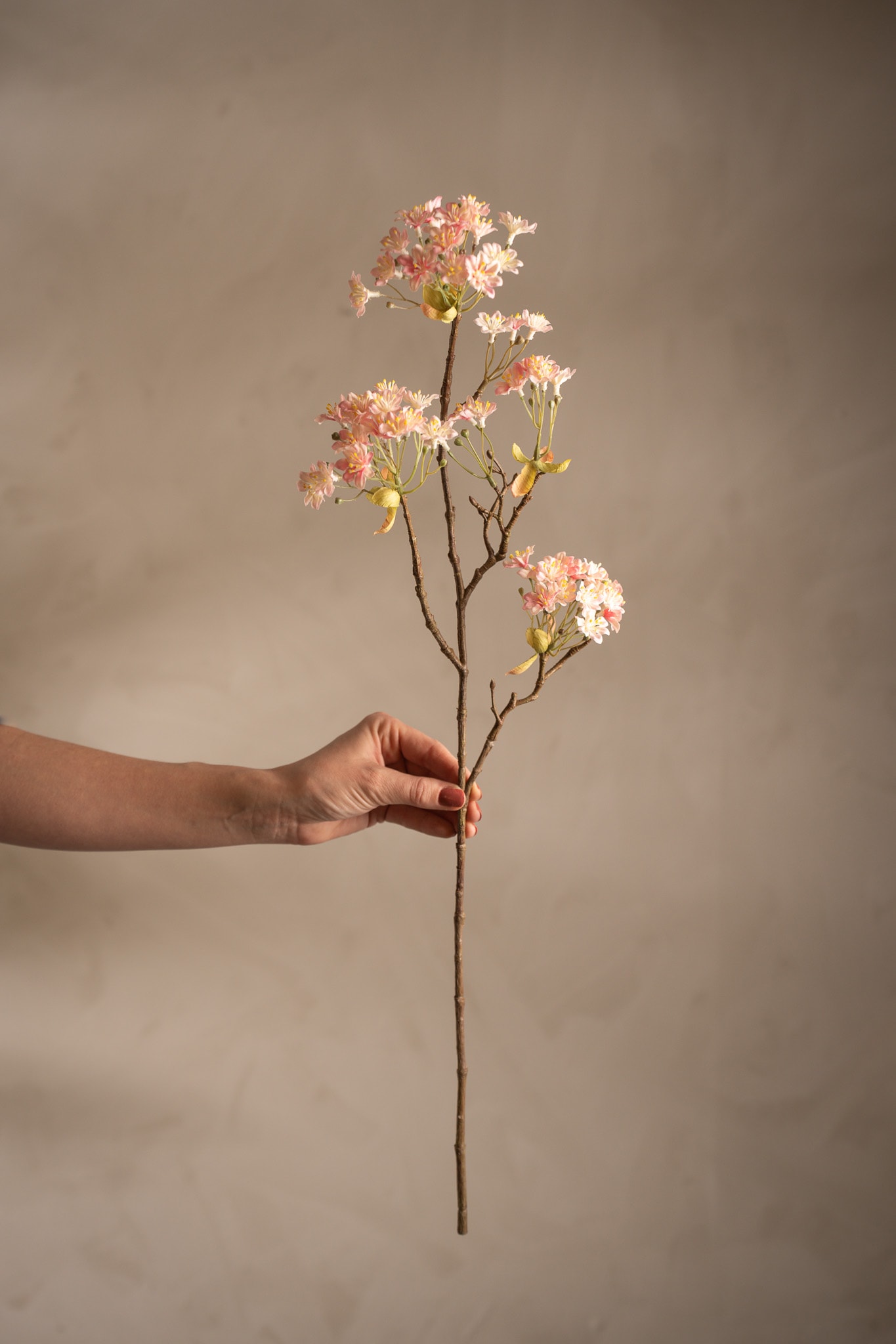 Lönnblomma