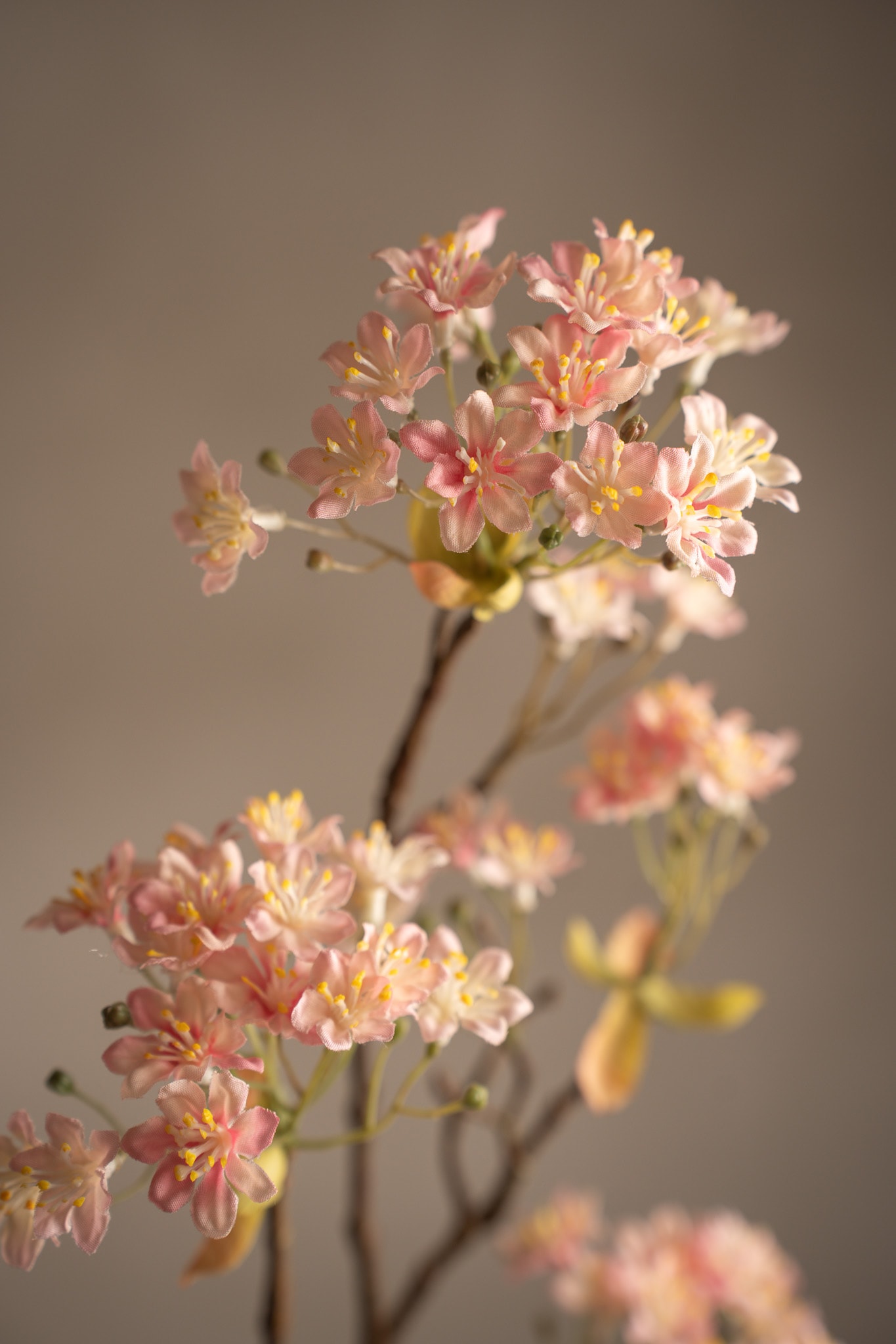 Lönnblomma