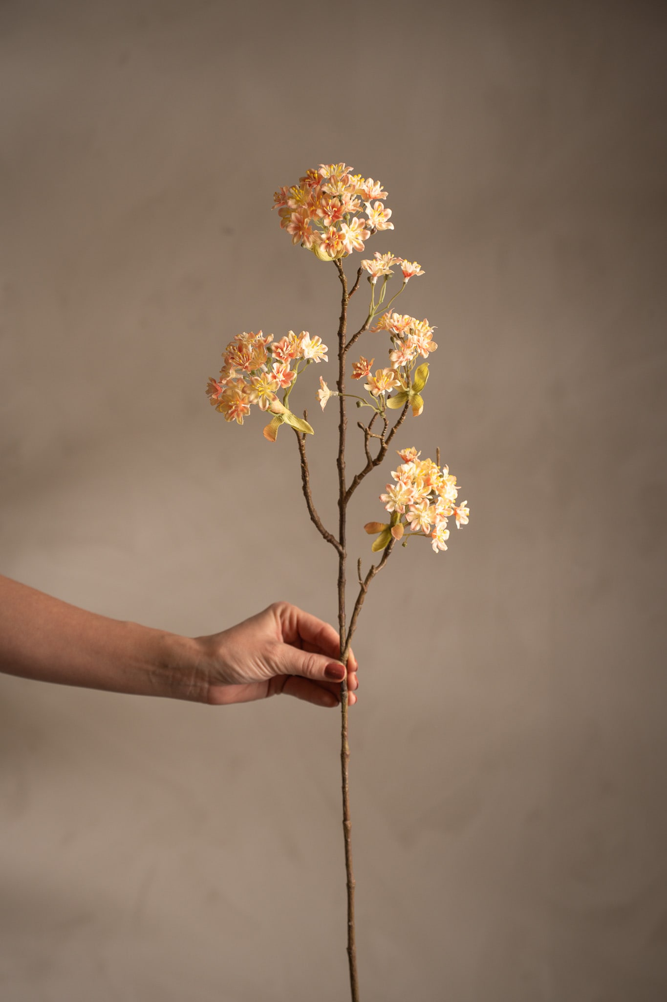 Lönnblomma