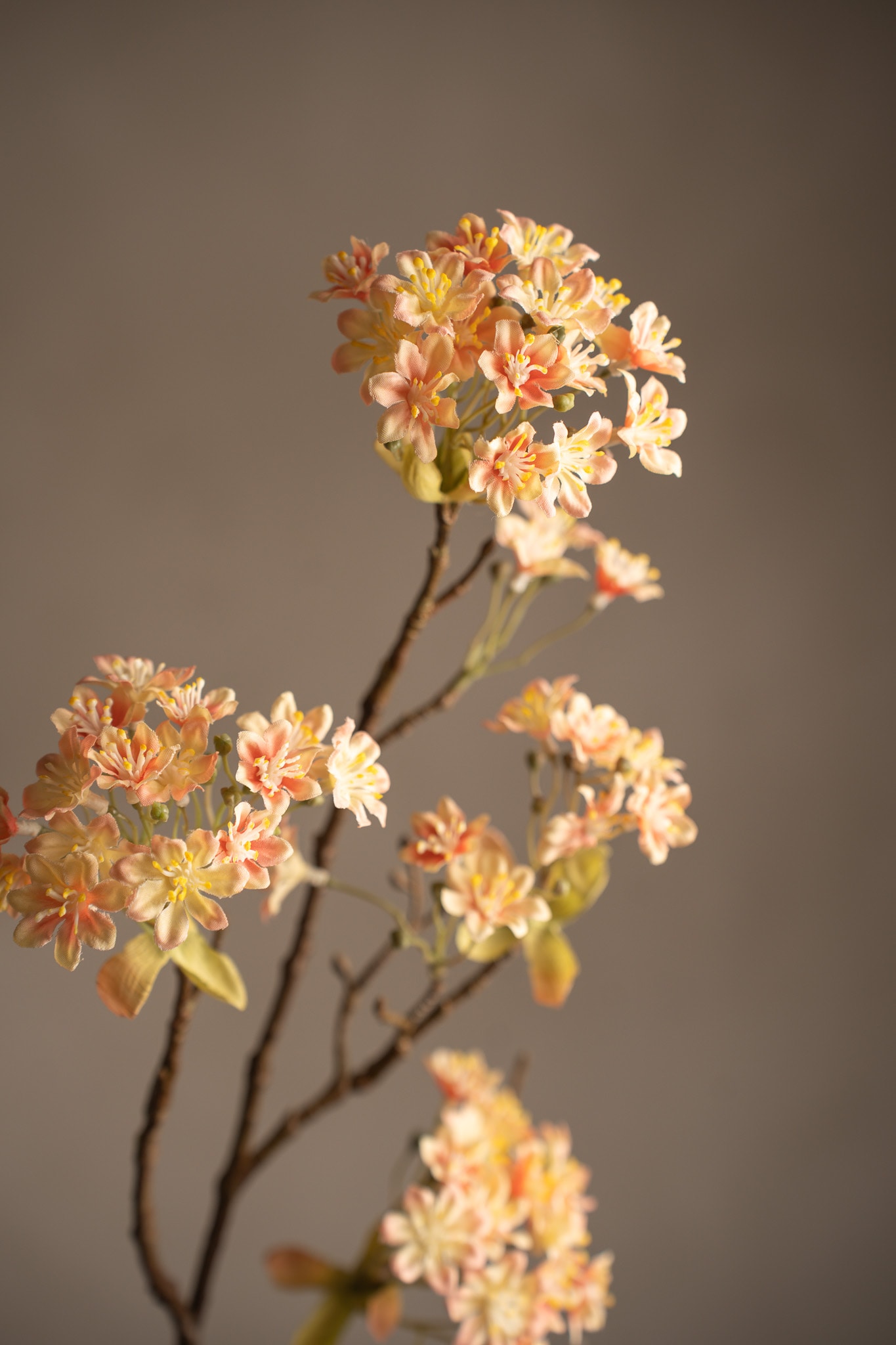 Lönnblomma
