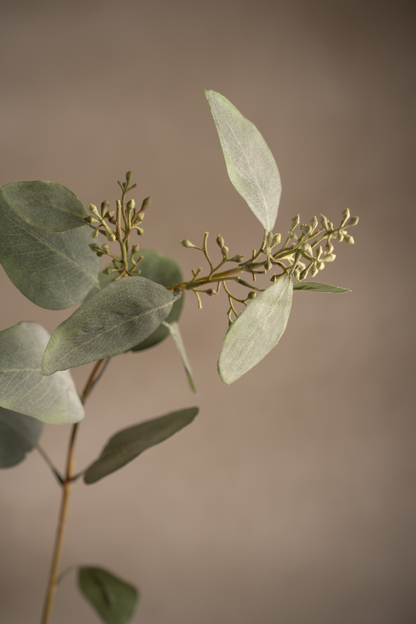 Eucalyptus