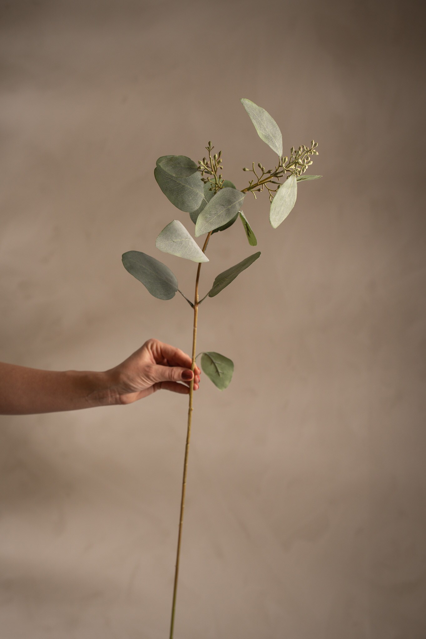 Eucalyptus