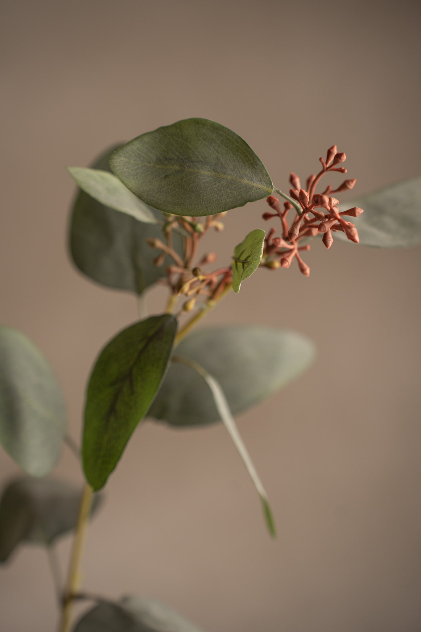 Eucalyptus