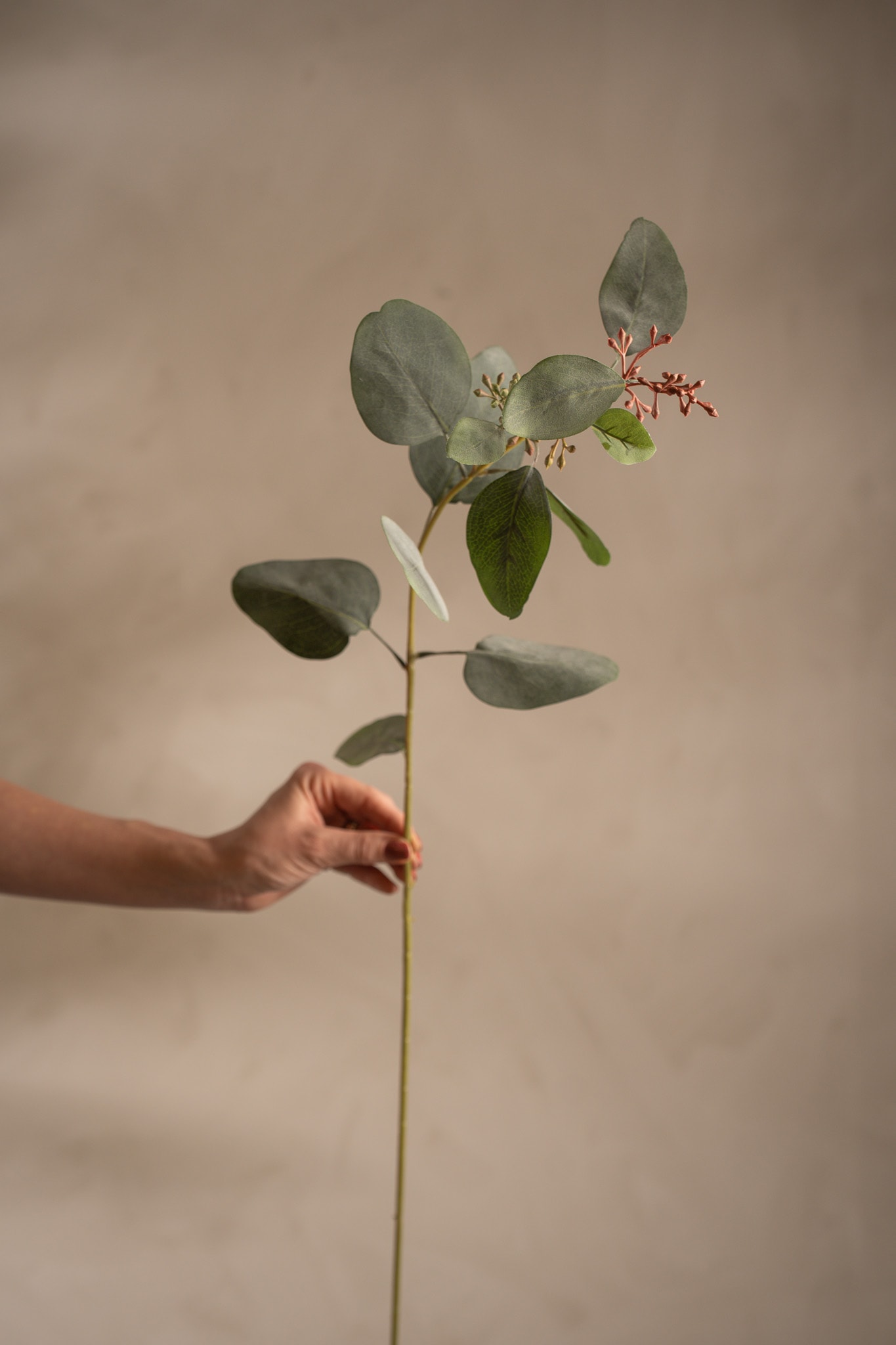 Eucalyptus