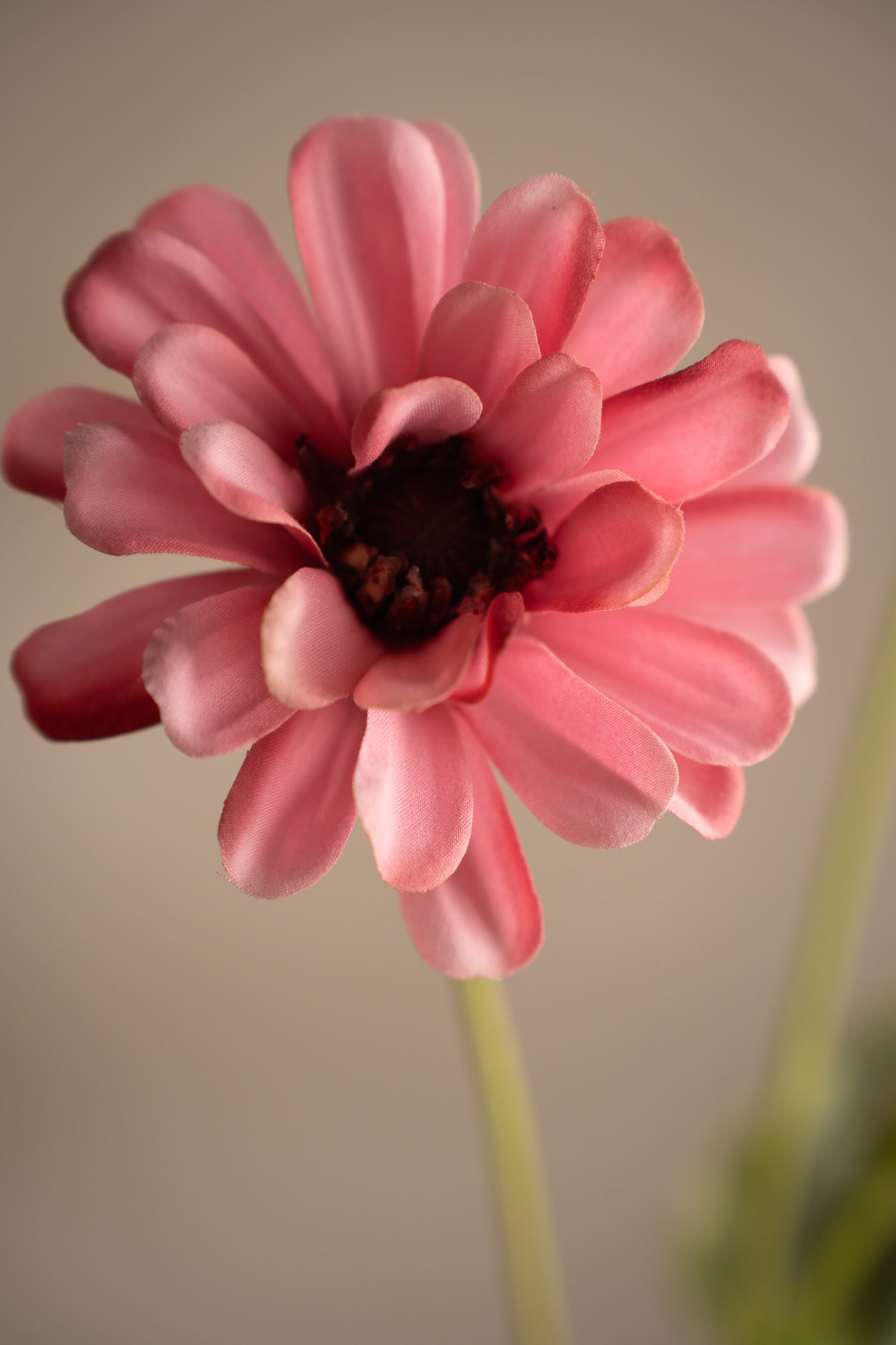 Zinnia