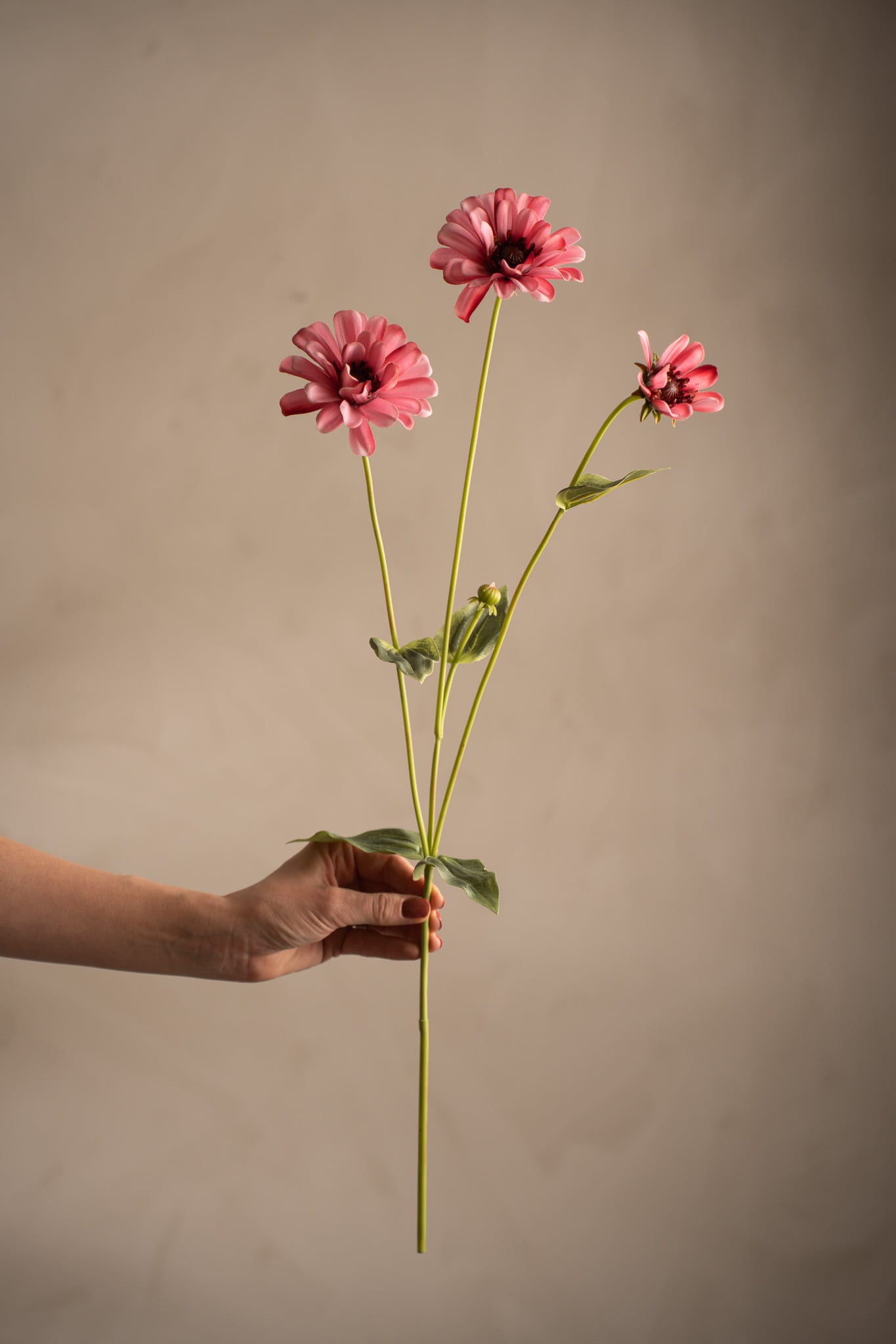 Zinnia