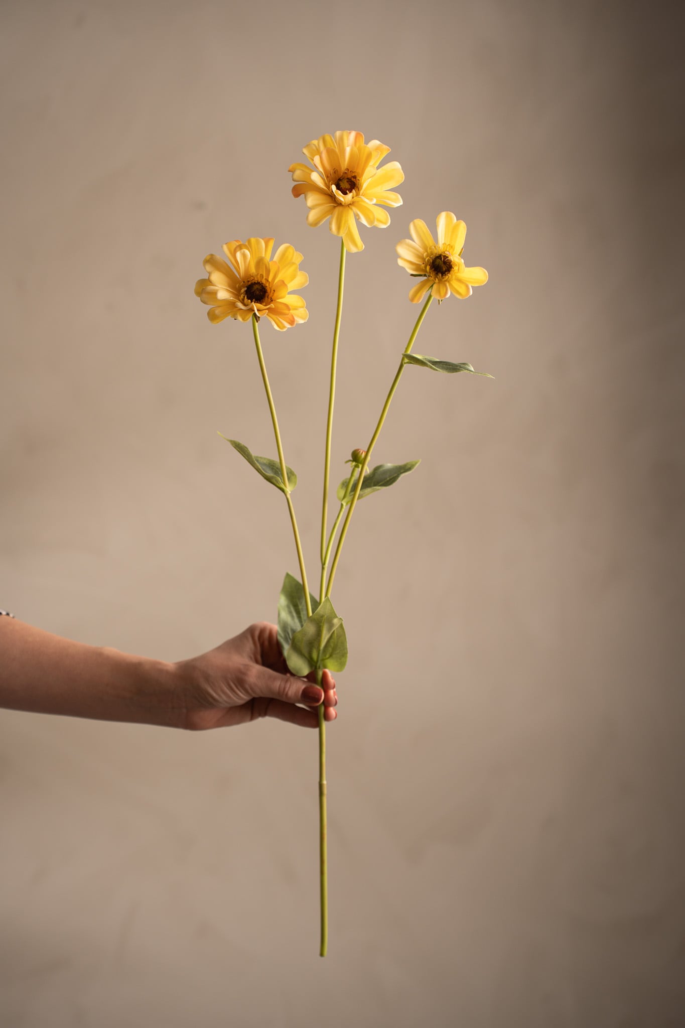 Zinnia
