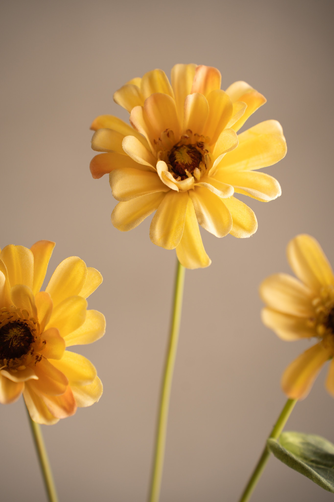 Zinnia
