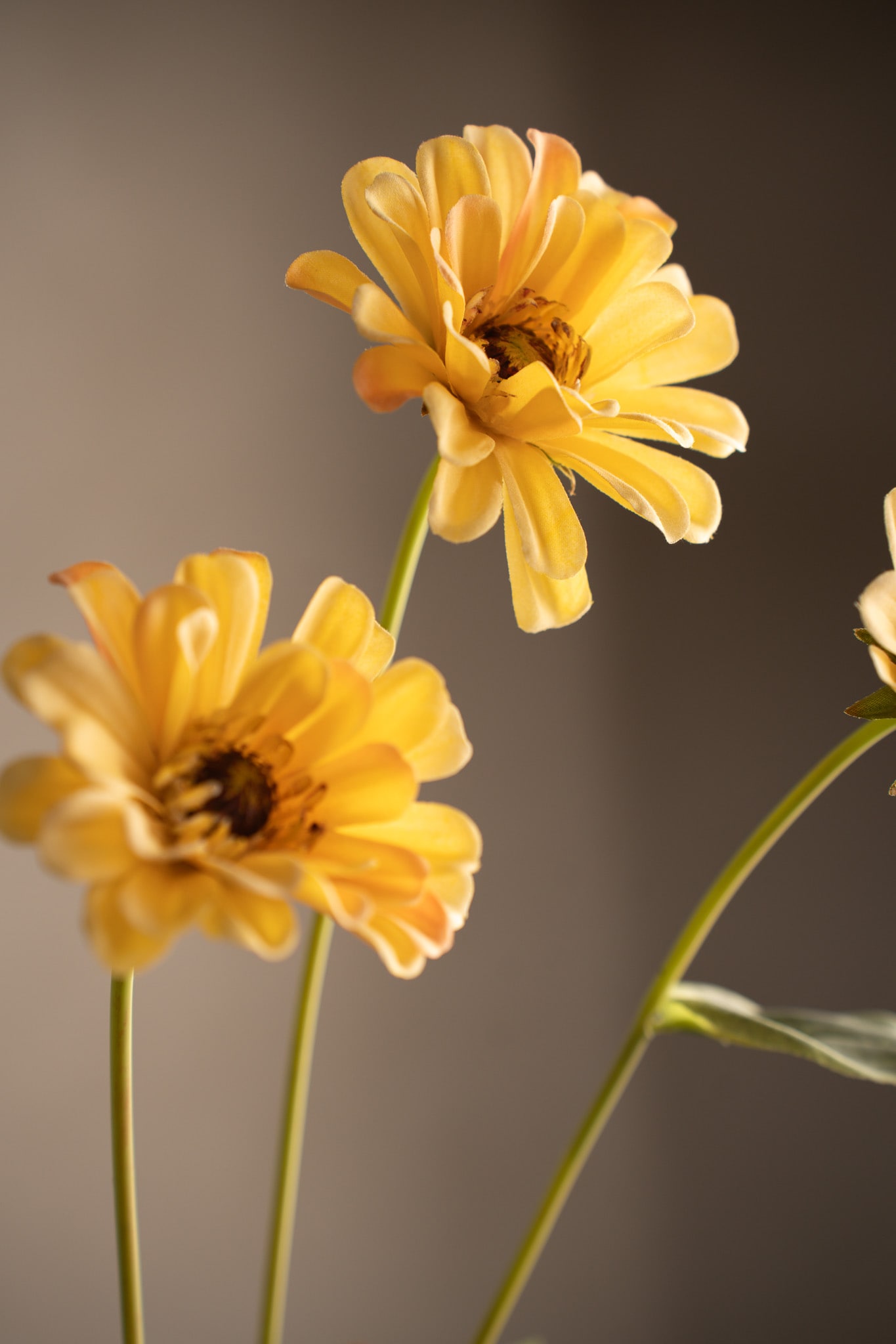 Zinnia