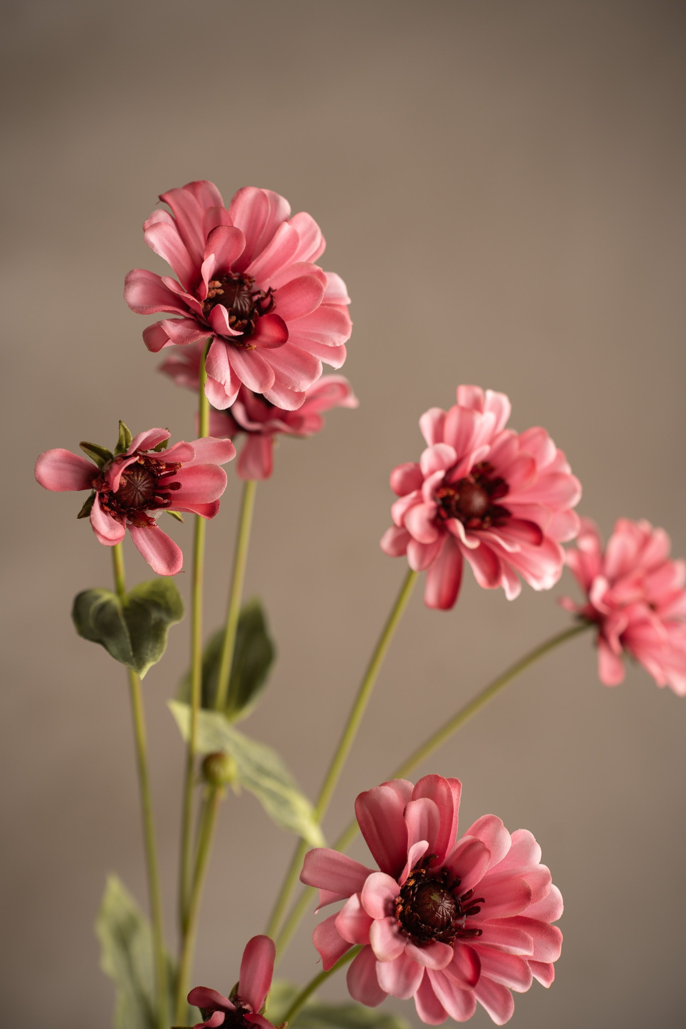Zinnia