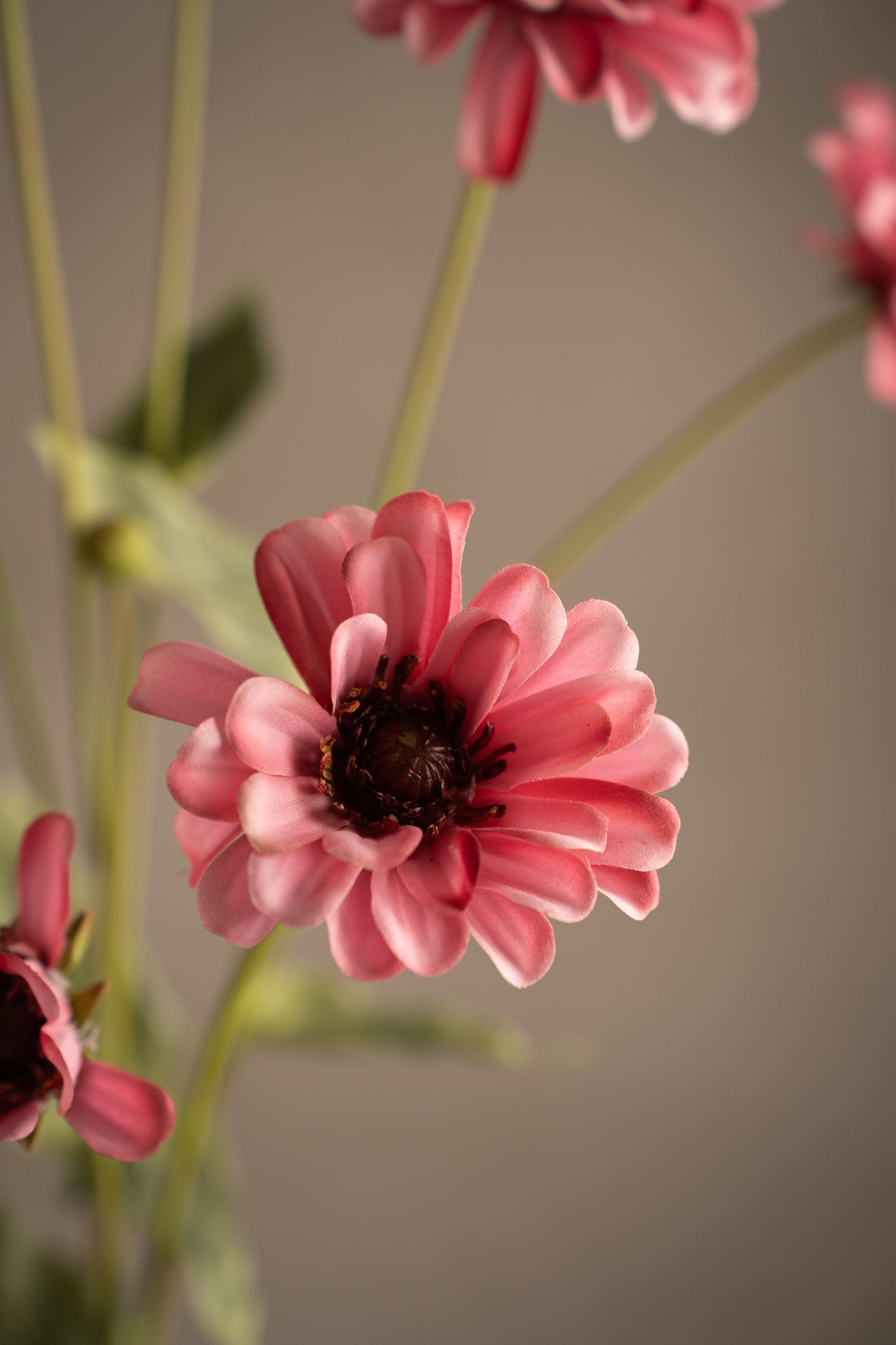 Zinnia