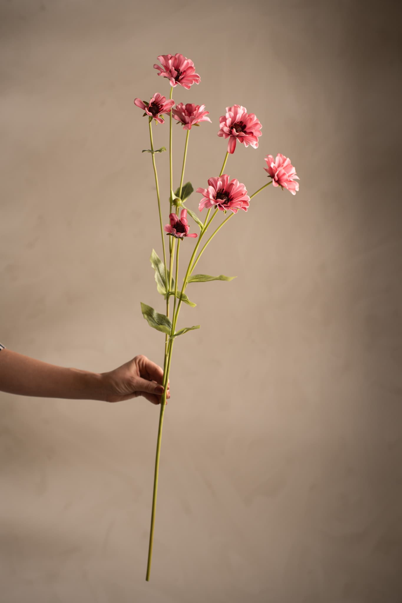 Zinnia