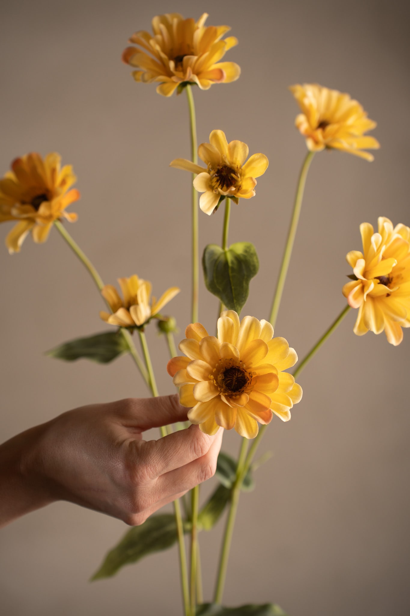 Zinnia