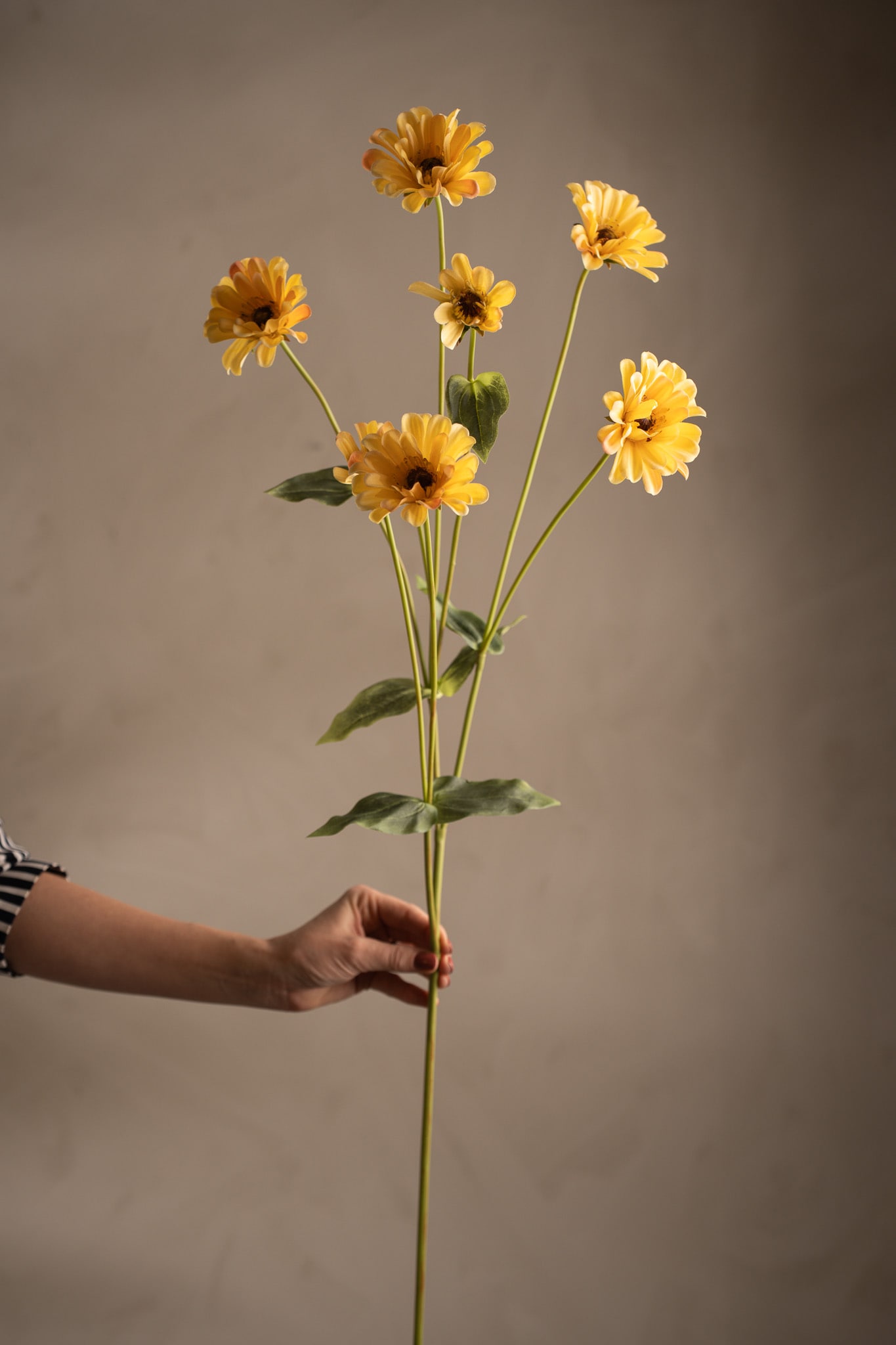Zinnia