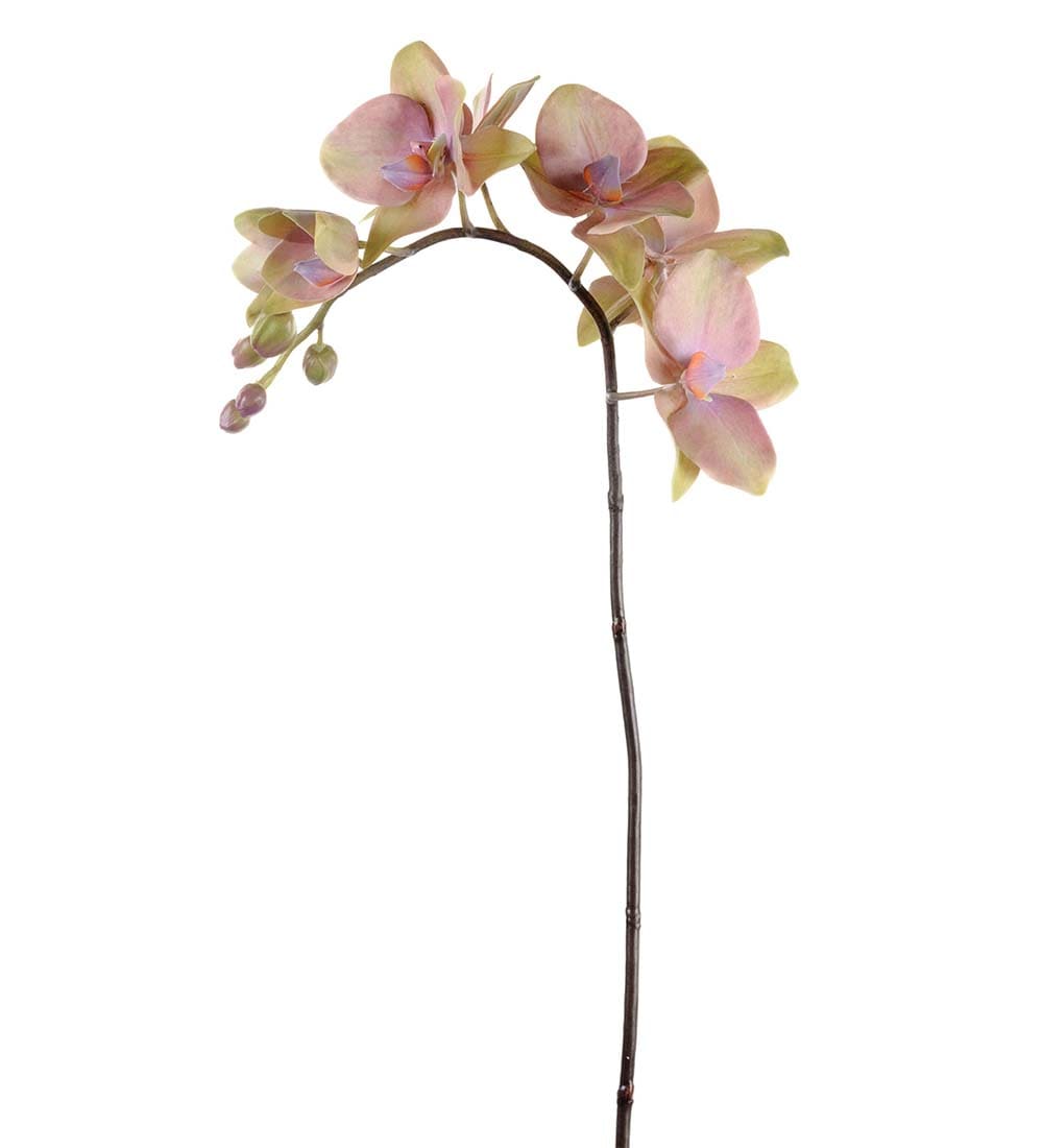 Phalaenopsis