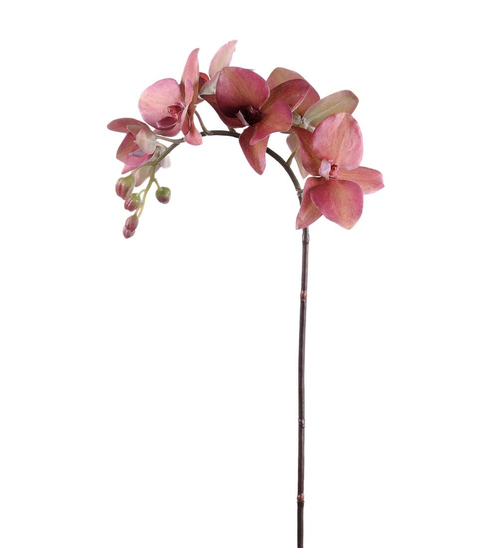 Phalaenopsis