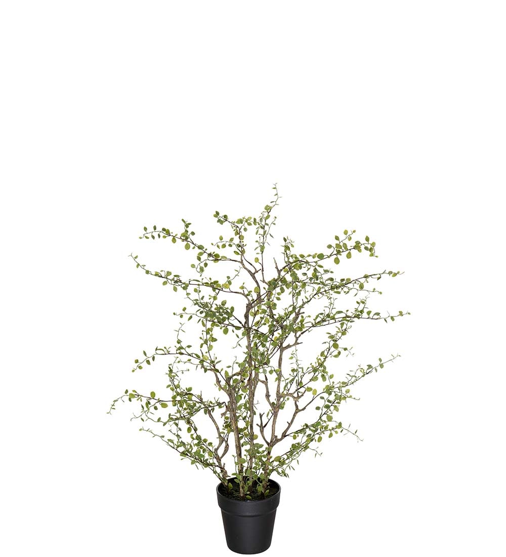 Muehlenbeckia