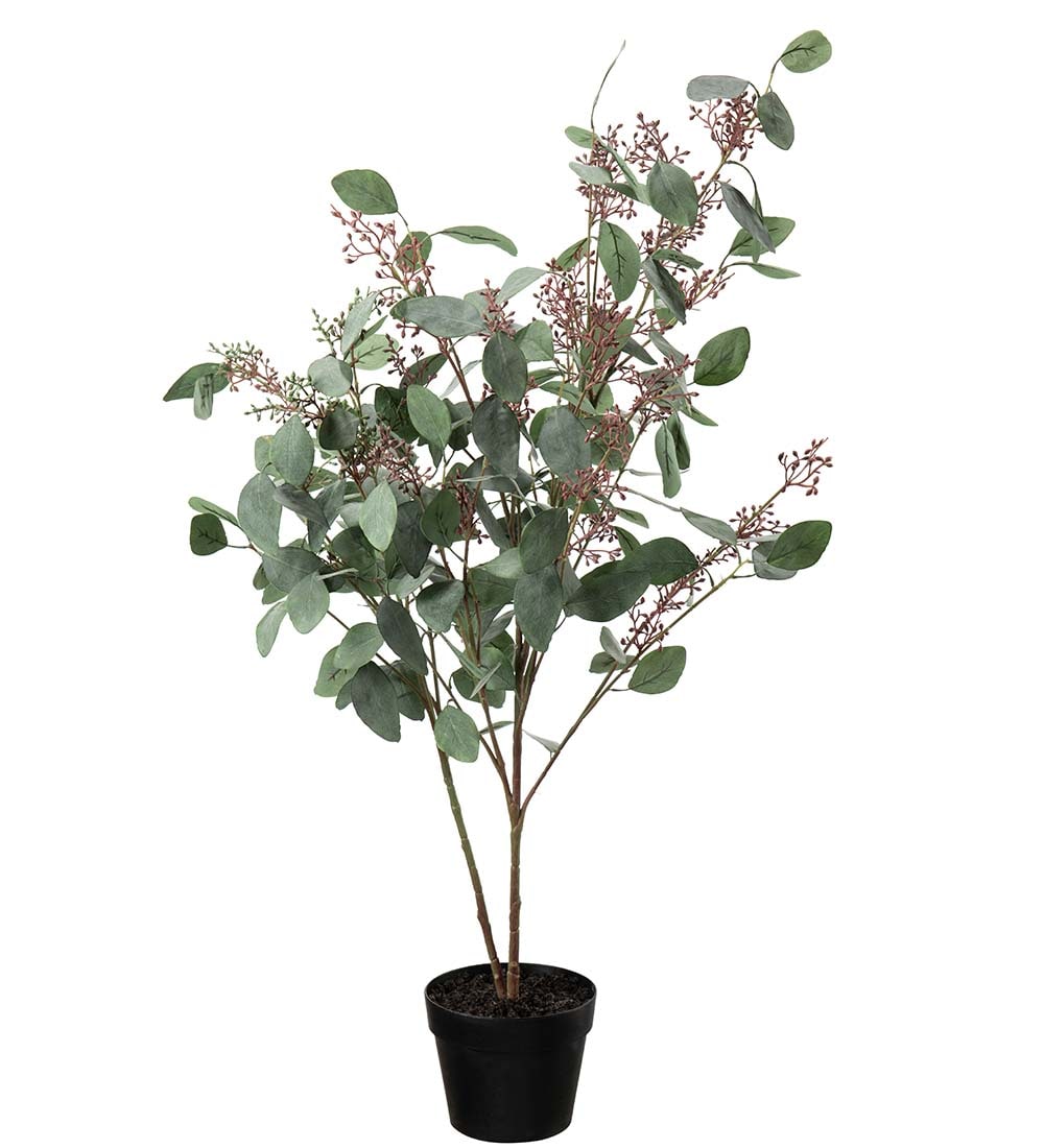 Eucalyptus