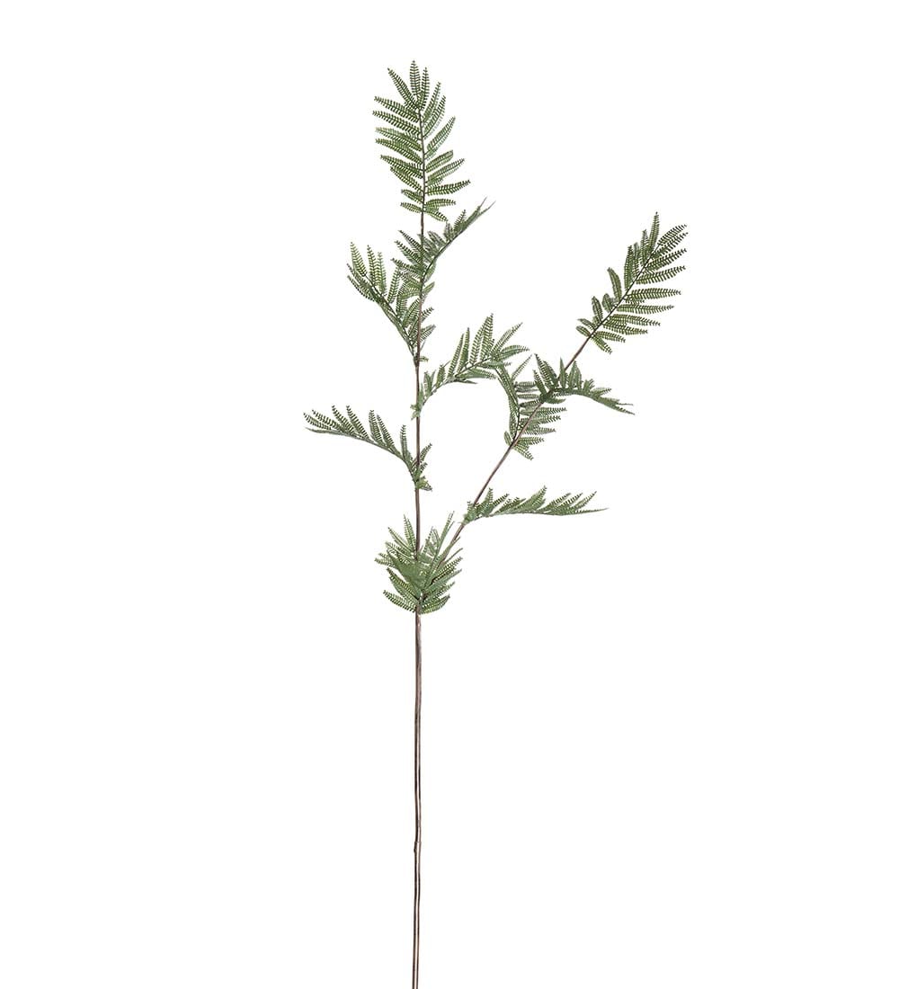 Ormbunke