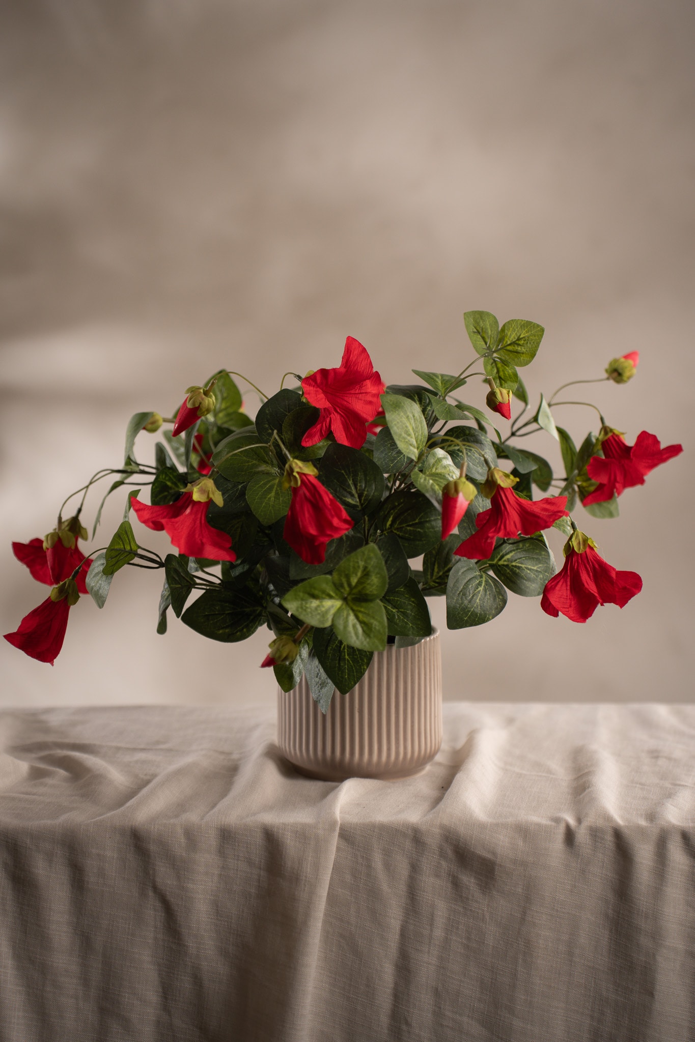 Petunia