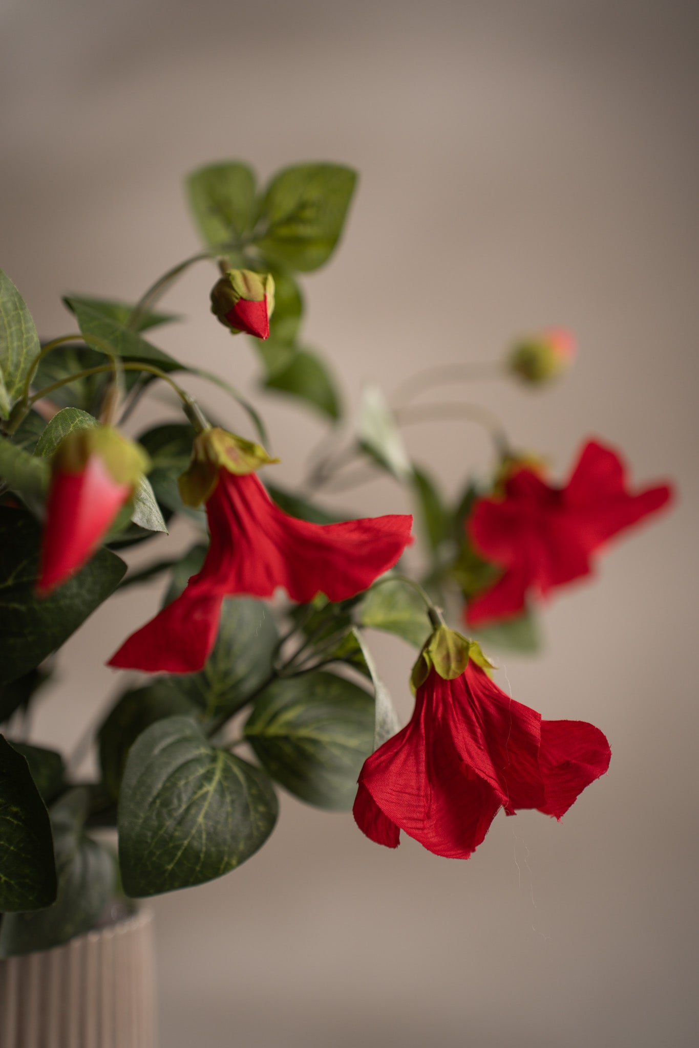 Petunia