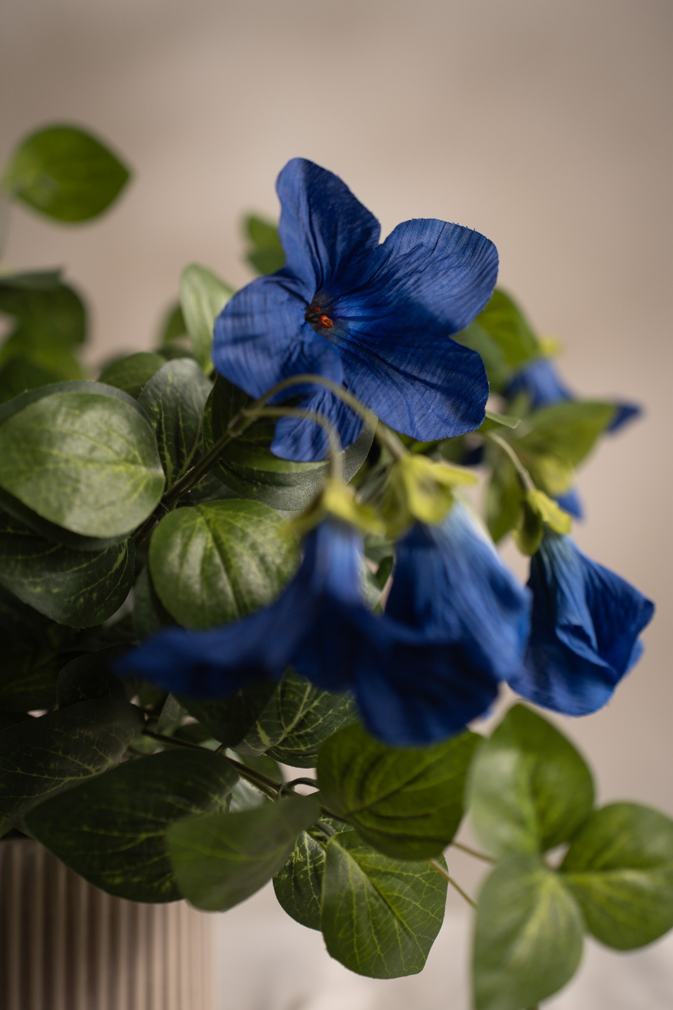 Petunia