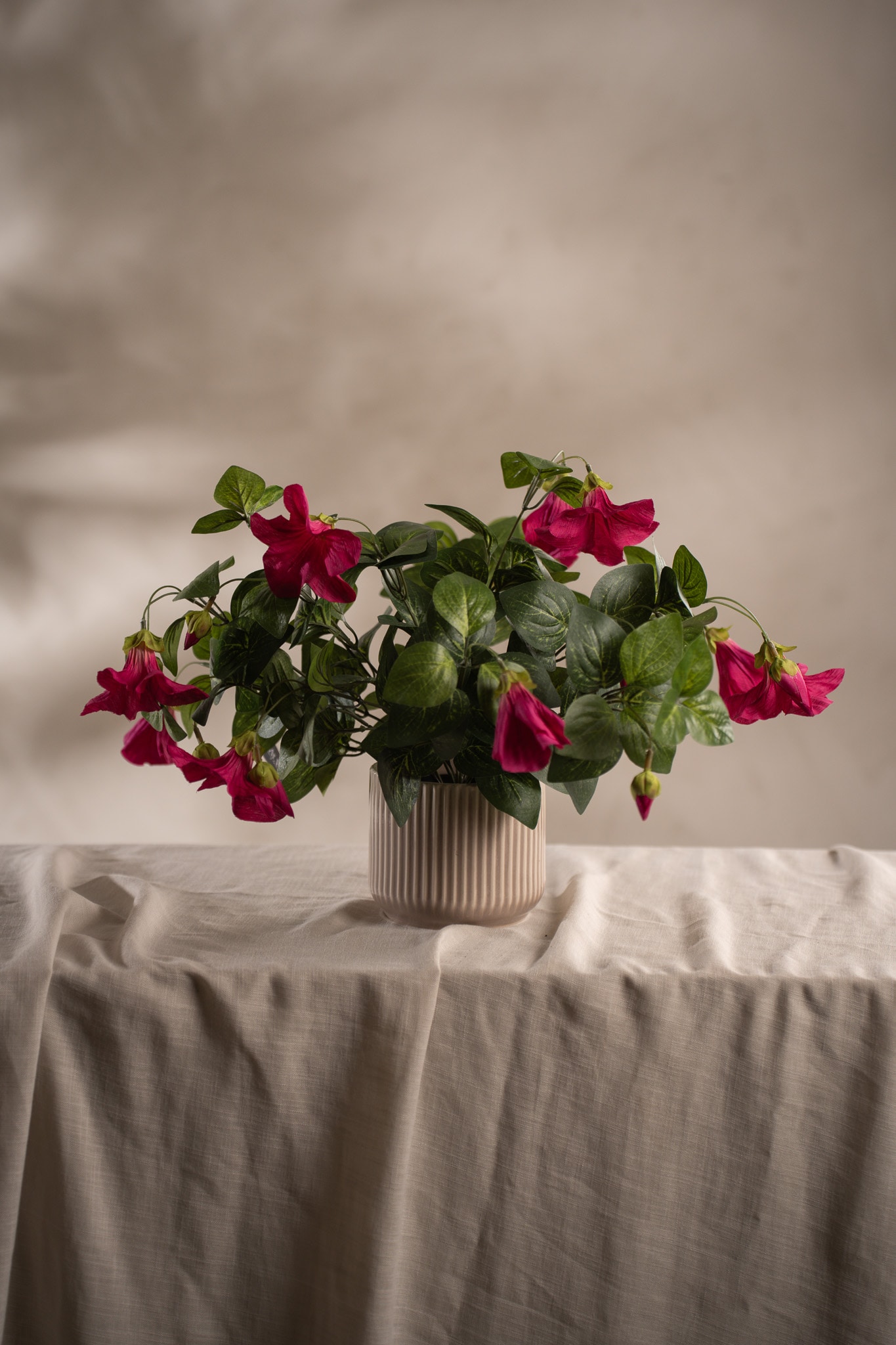 Petunia