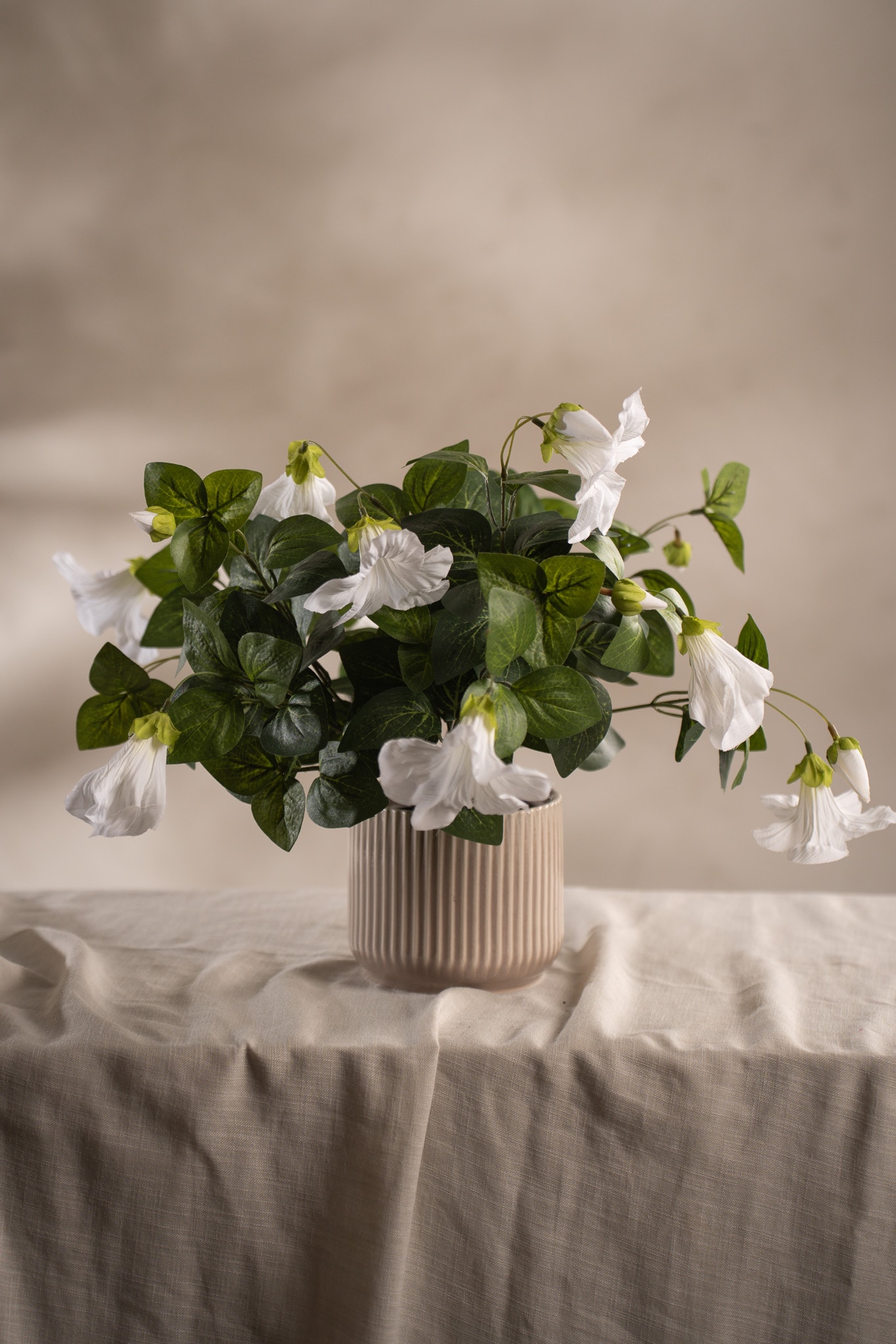 Petunia