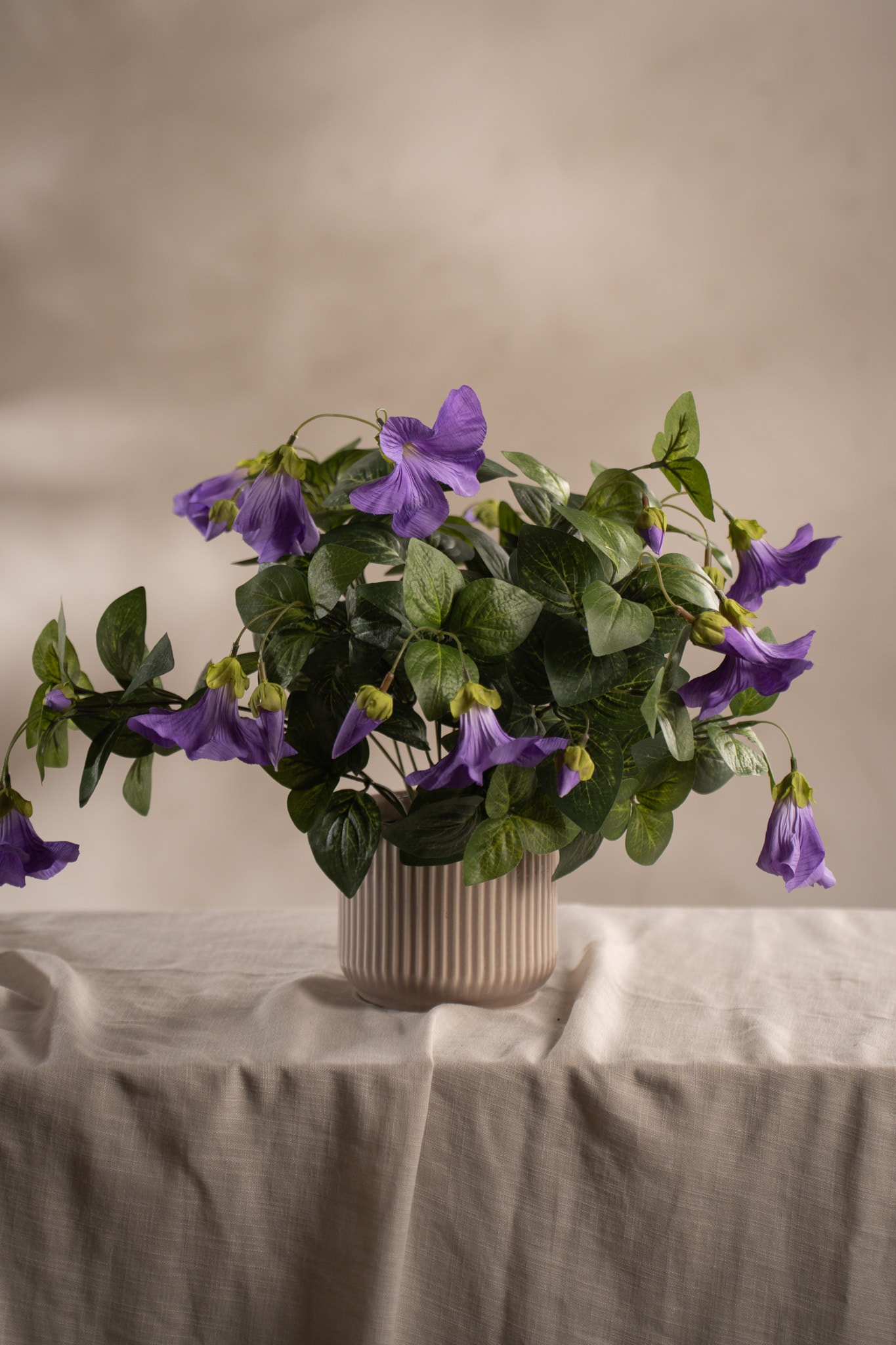 Petunia