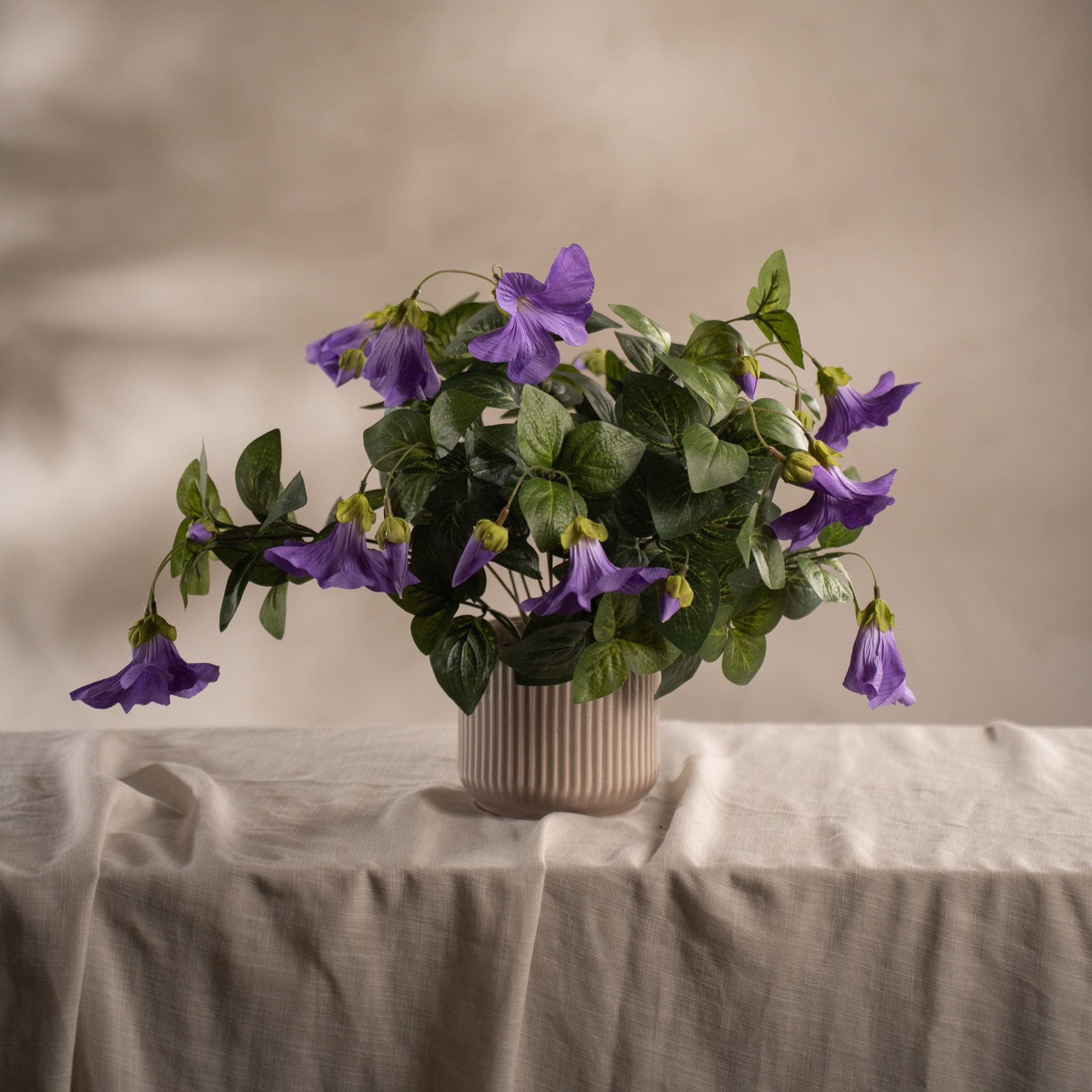 Petunia