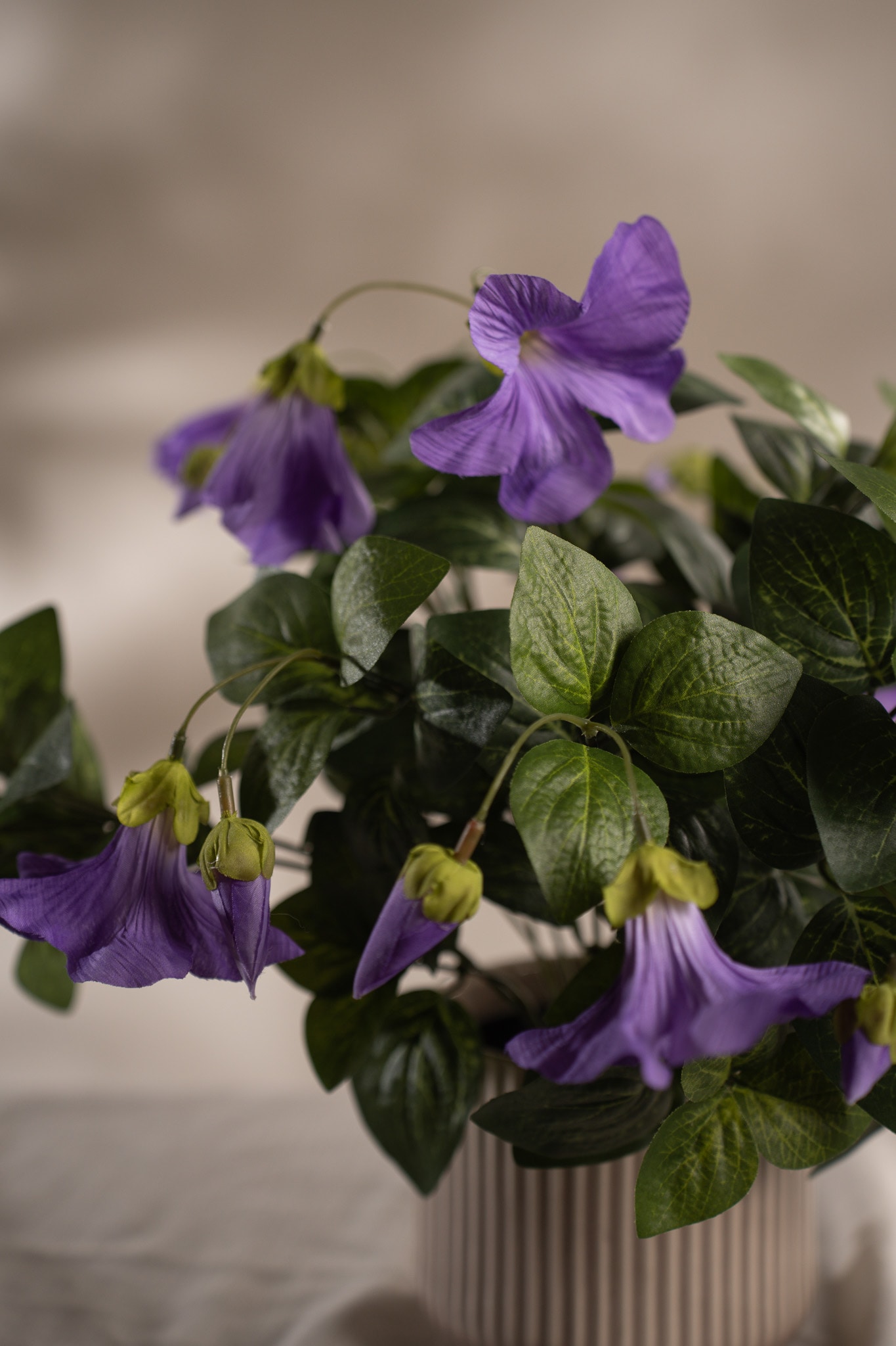 Petunia