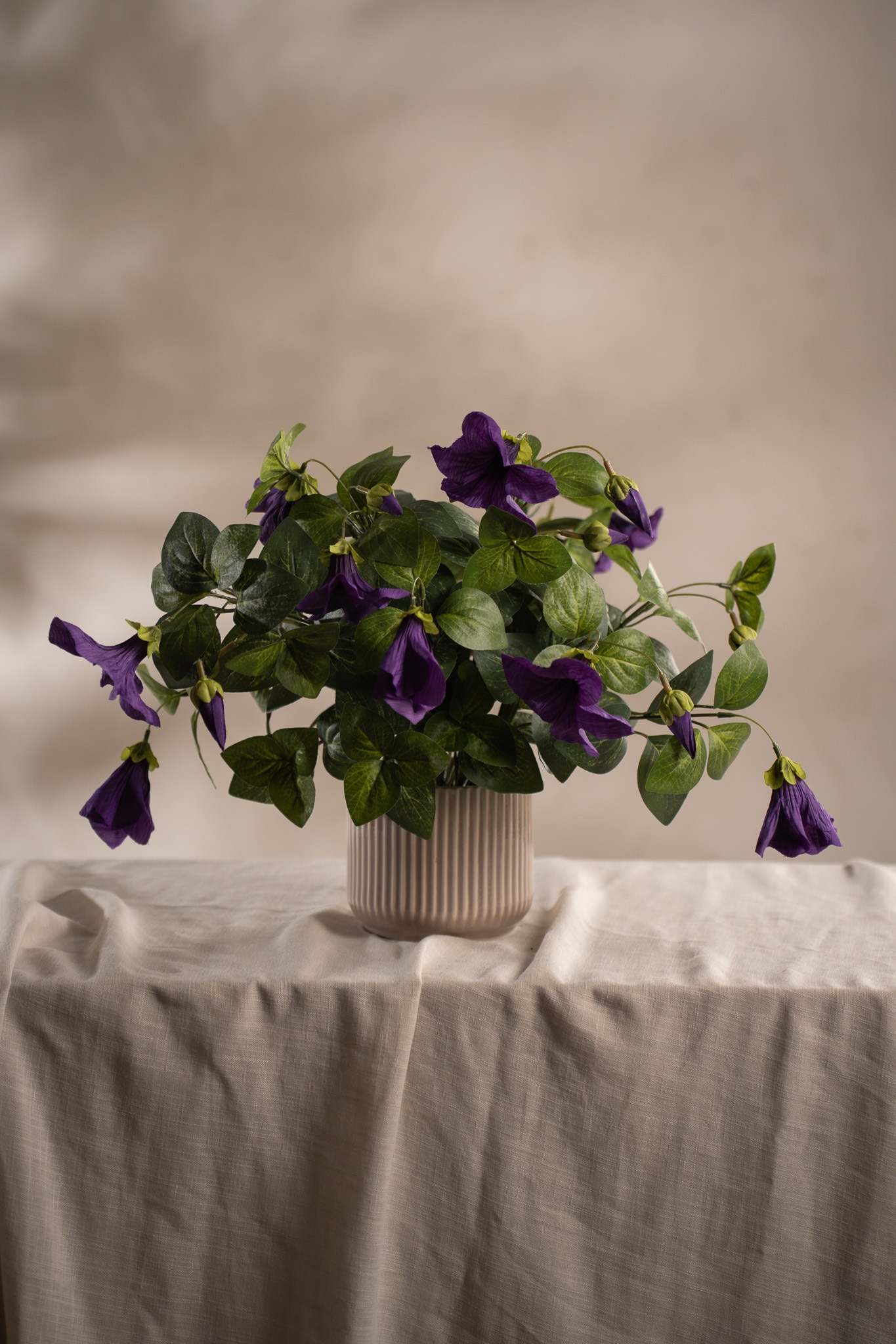 Petunia