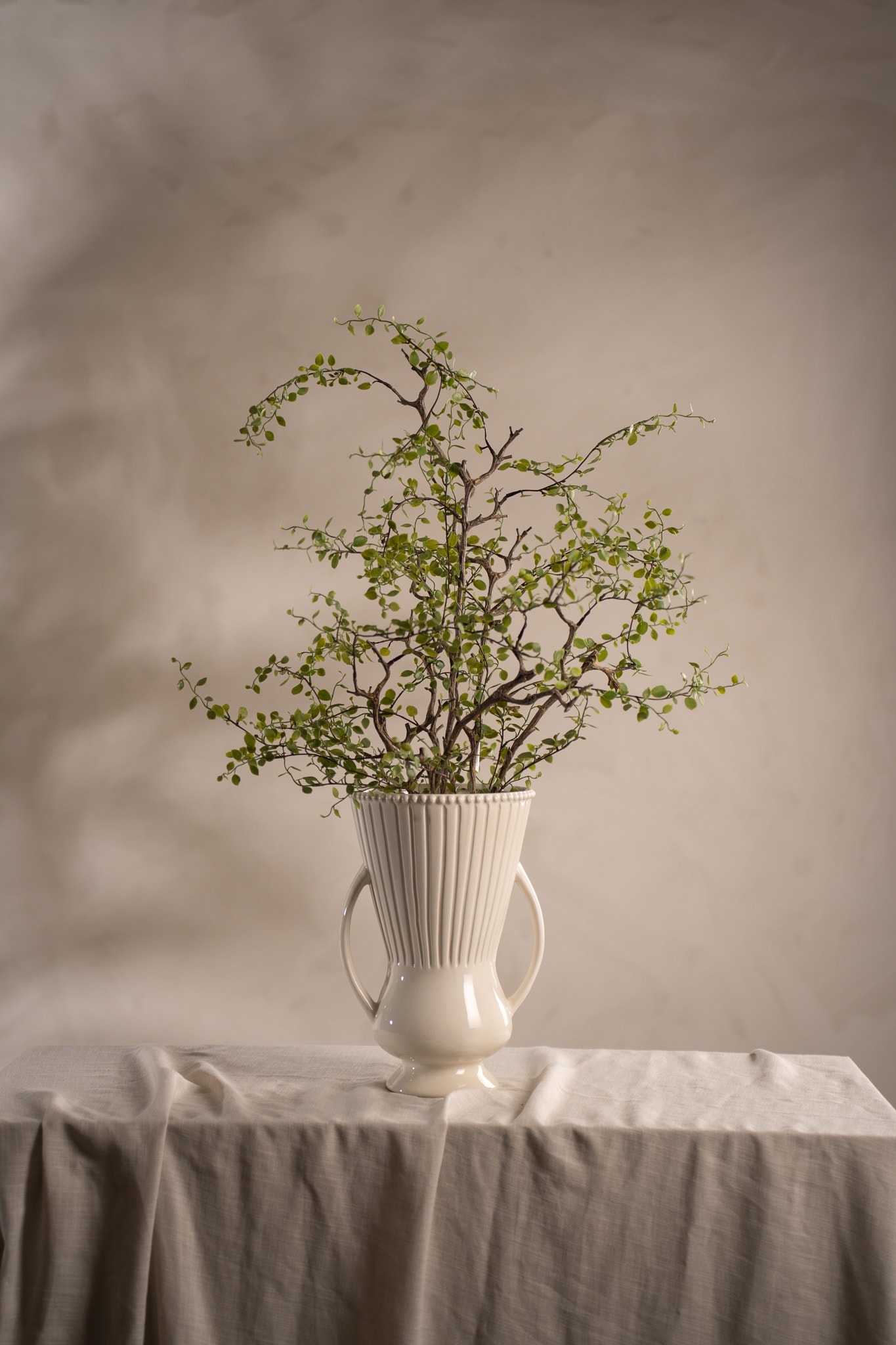 Muehlenbeckia