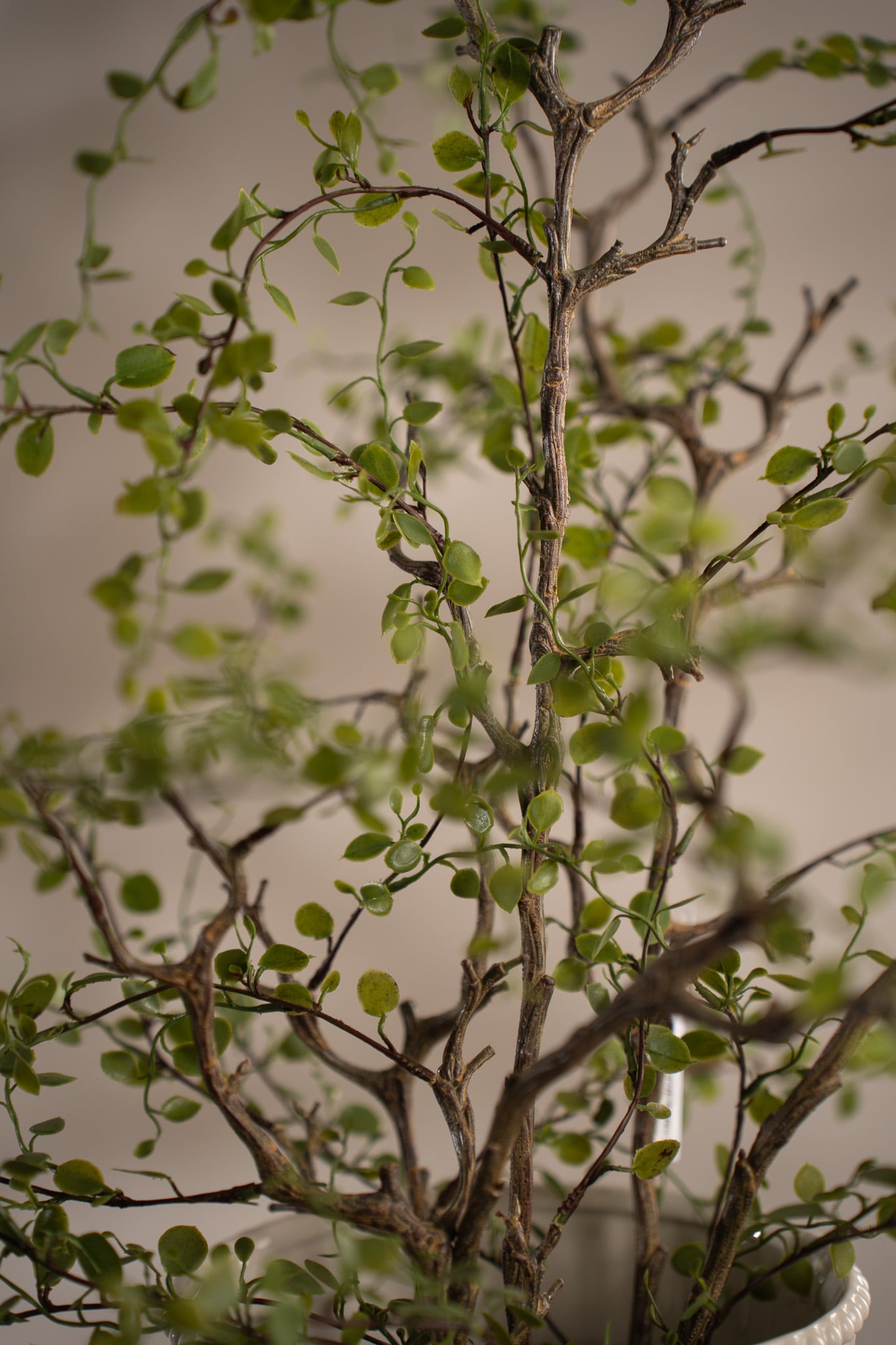 Muehlenbeckia