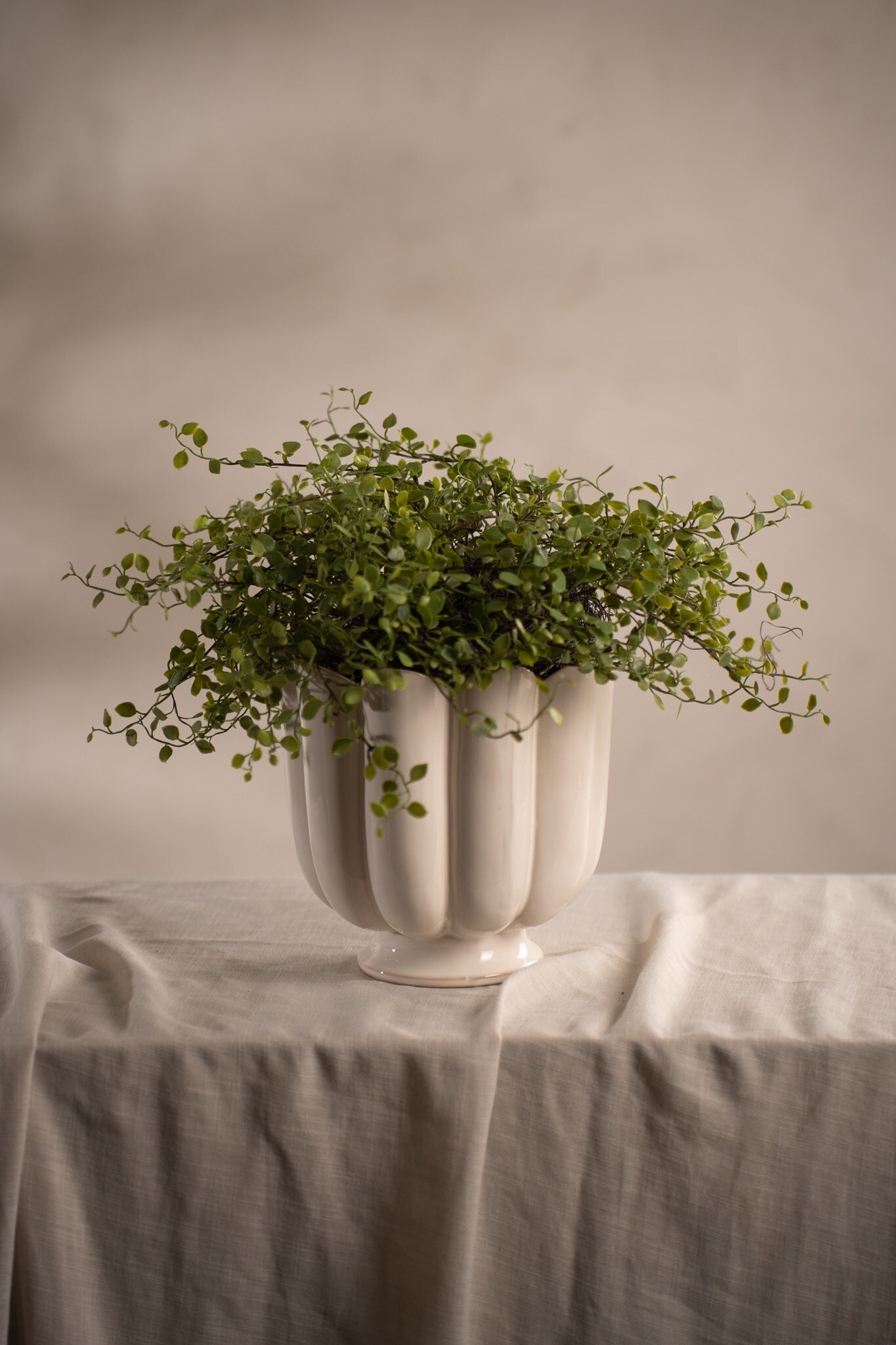Muehlenbeckia
