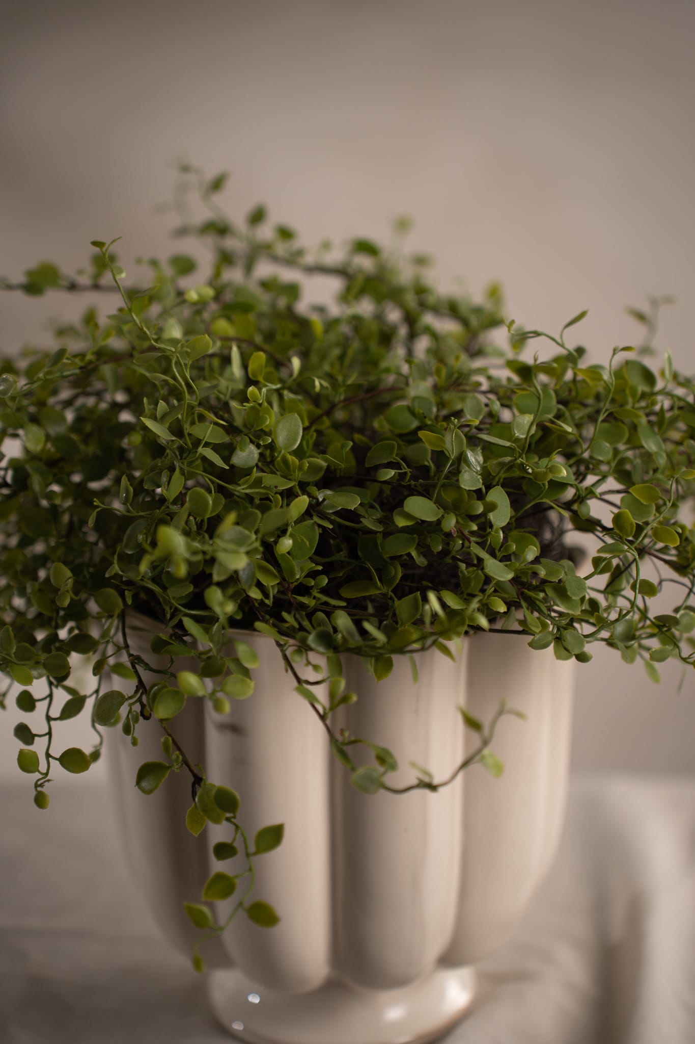 Muehlenbeckia
