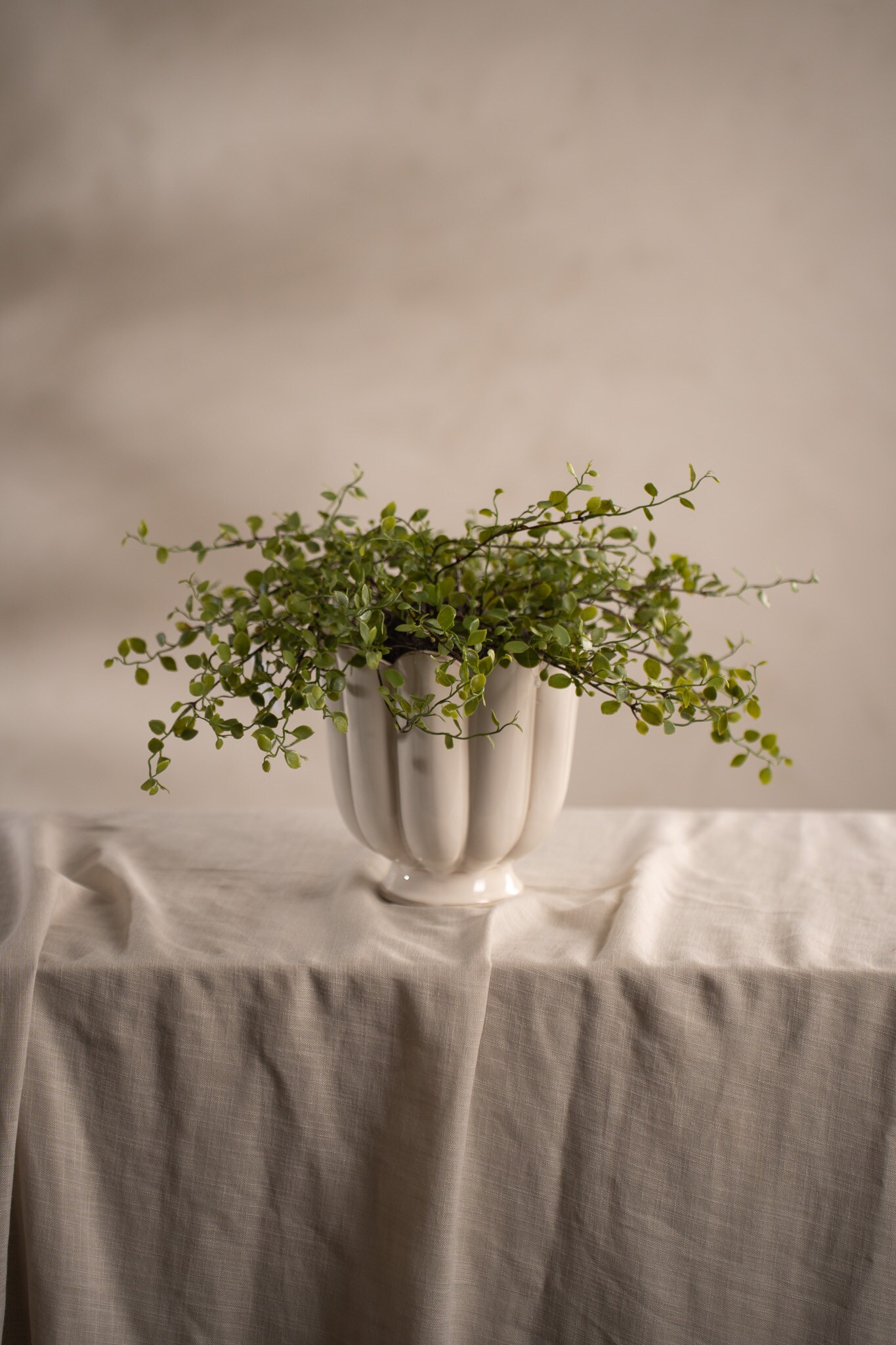 Muehlenbeckia