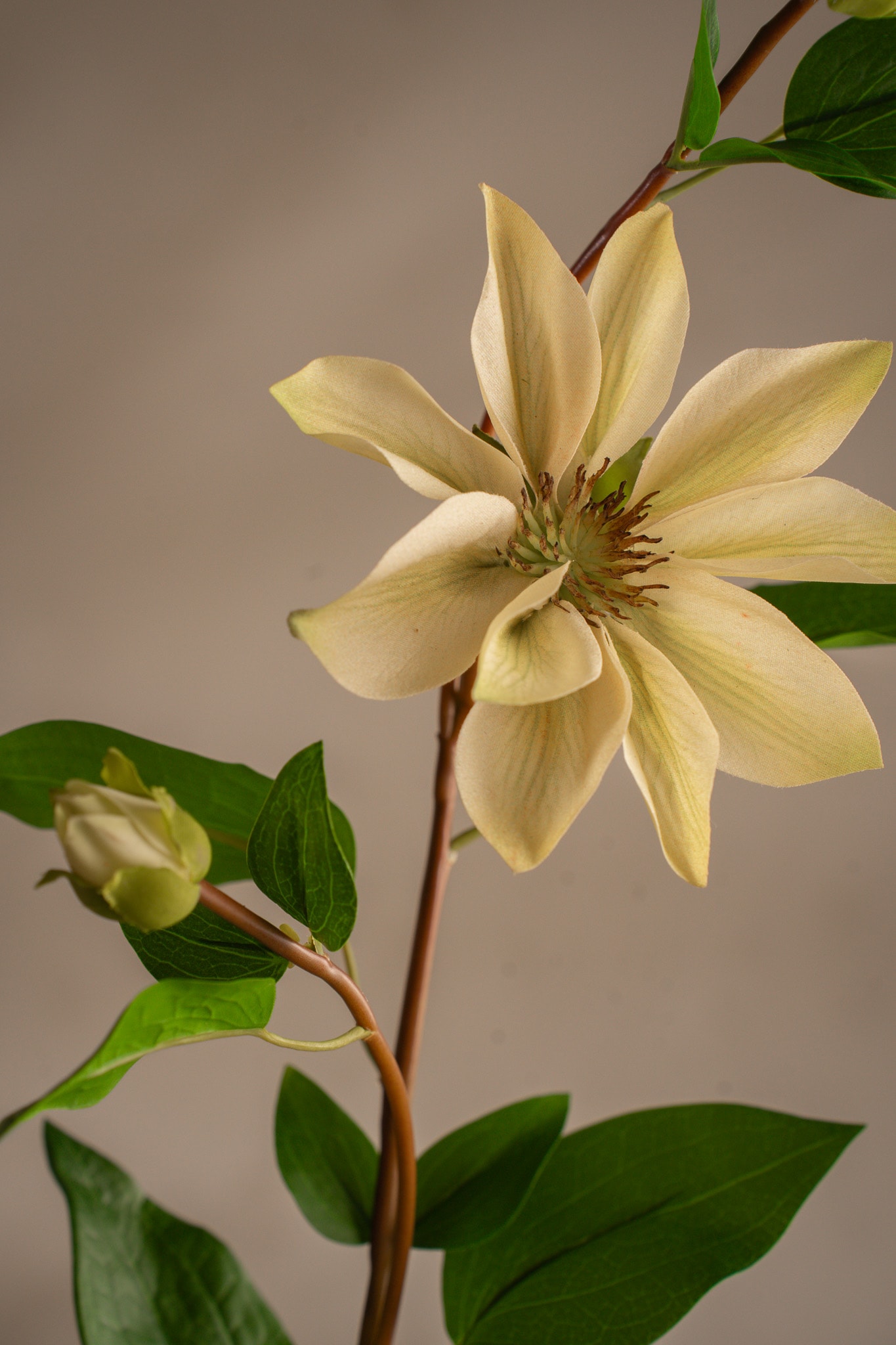Clematis